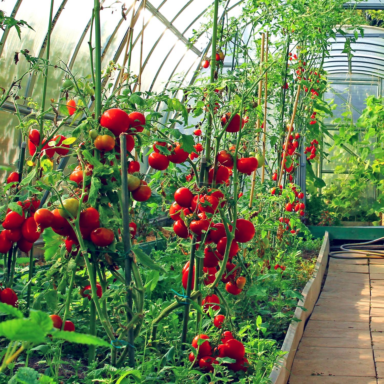 Marshalls Garden Tomato Seeds Greenhouse Collection - 4 Packets