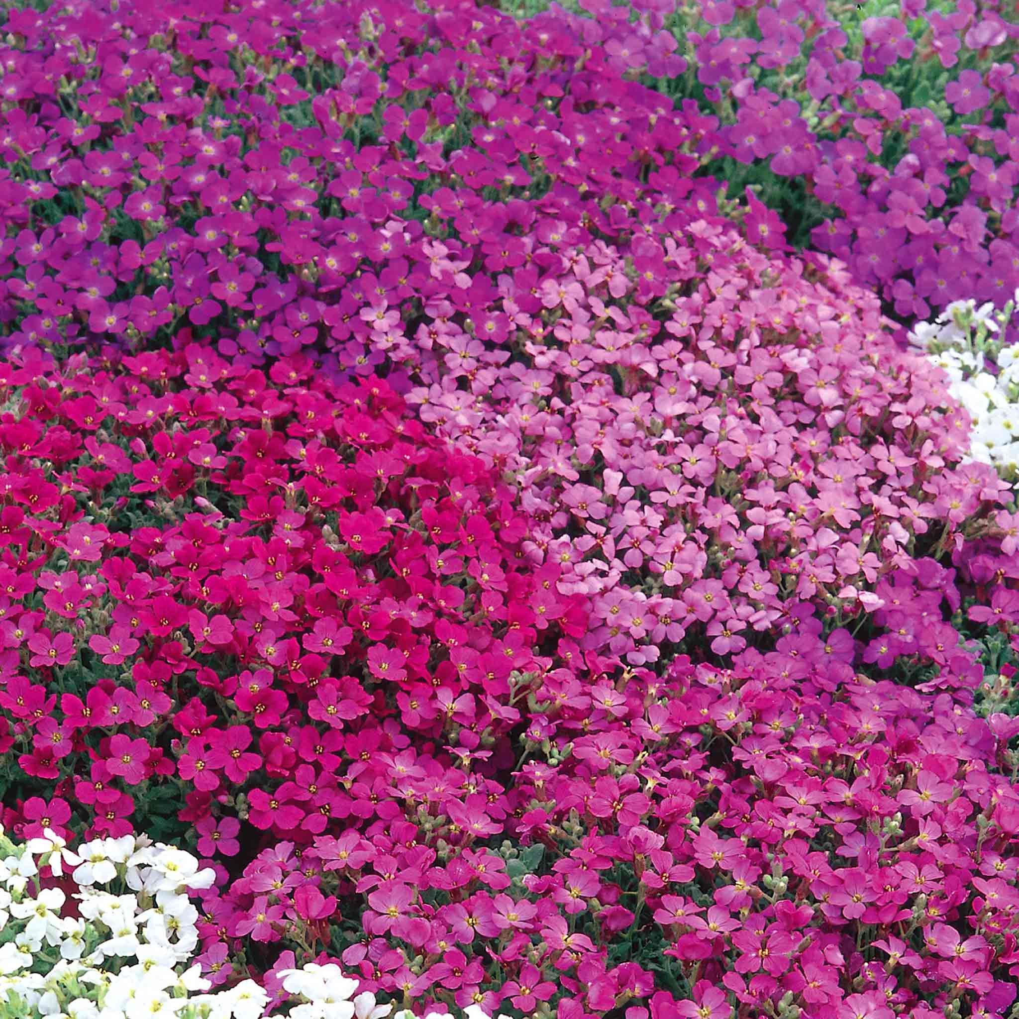 Unwins Aubrieta Seeds 'Spring Cascade' - 300 Seeds