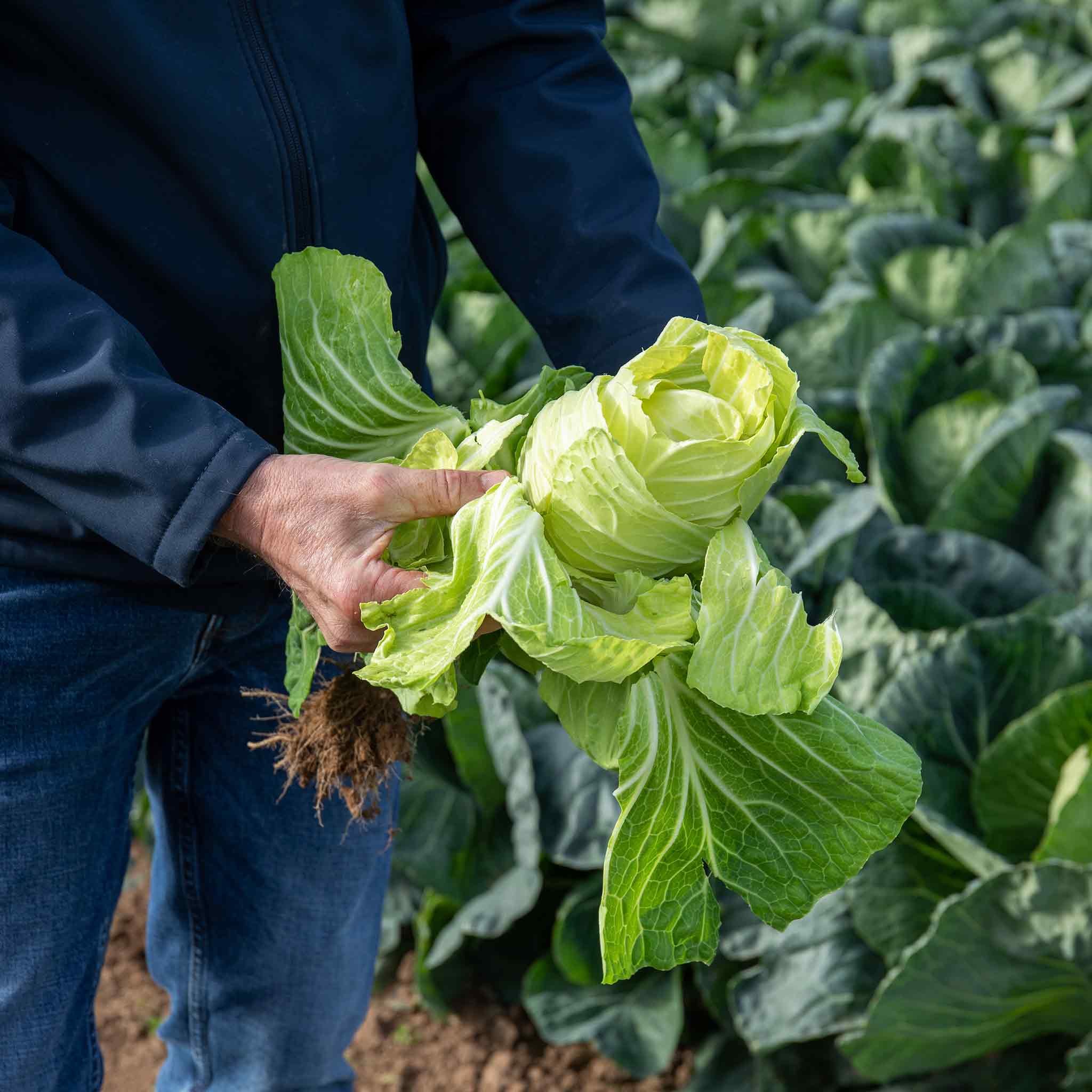 Marshalls Garden Cabbage Seeds Spring Greens Verve F1 - 30 Seeds