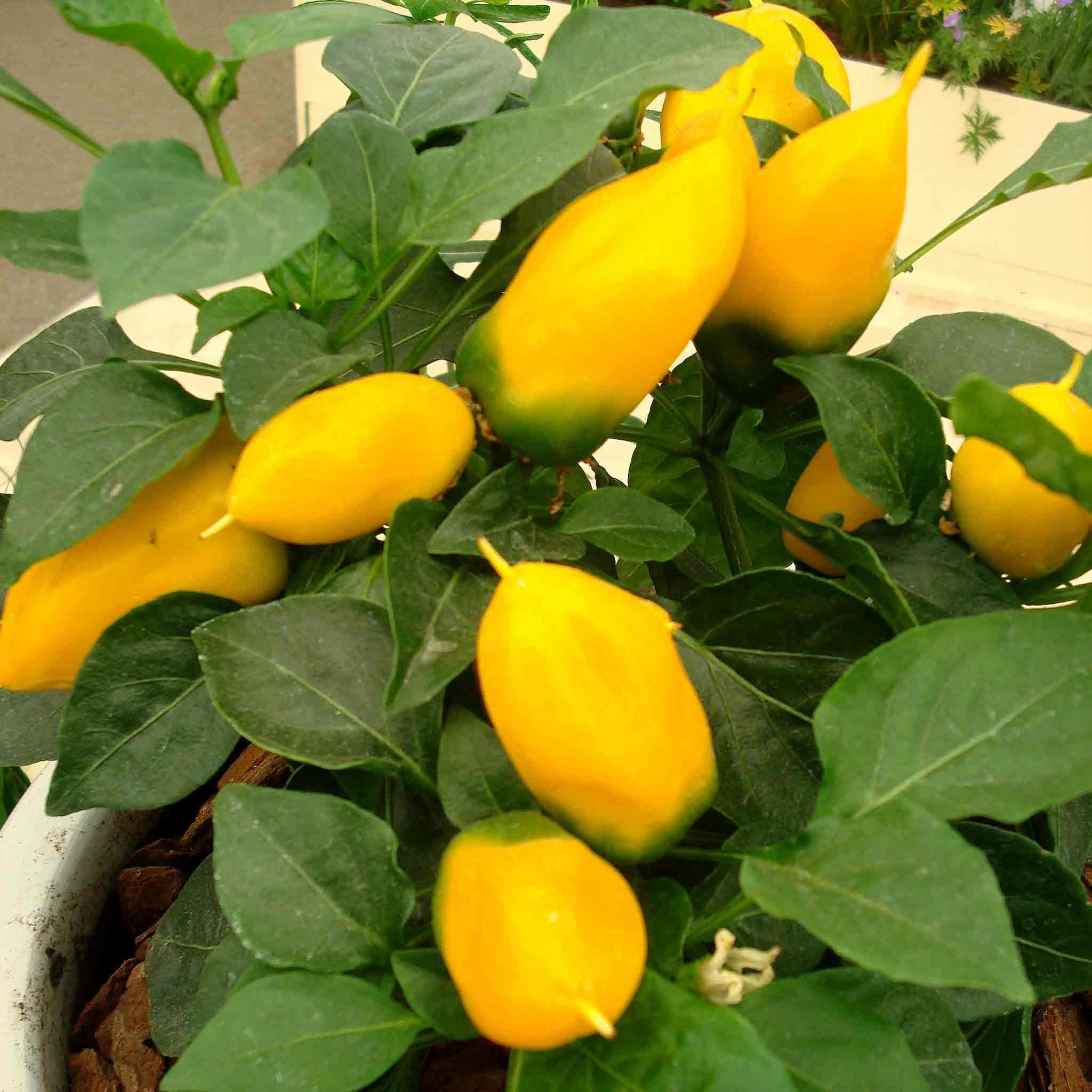 Marshalls Garden Pepper Seeds 'Sweet Lemon Dream' - 6 Seeds