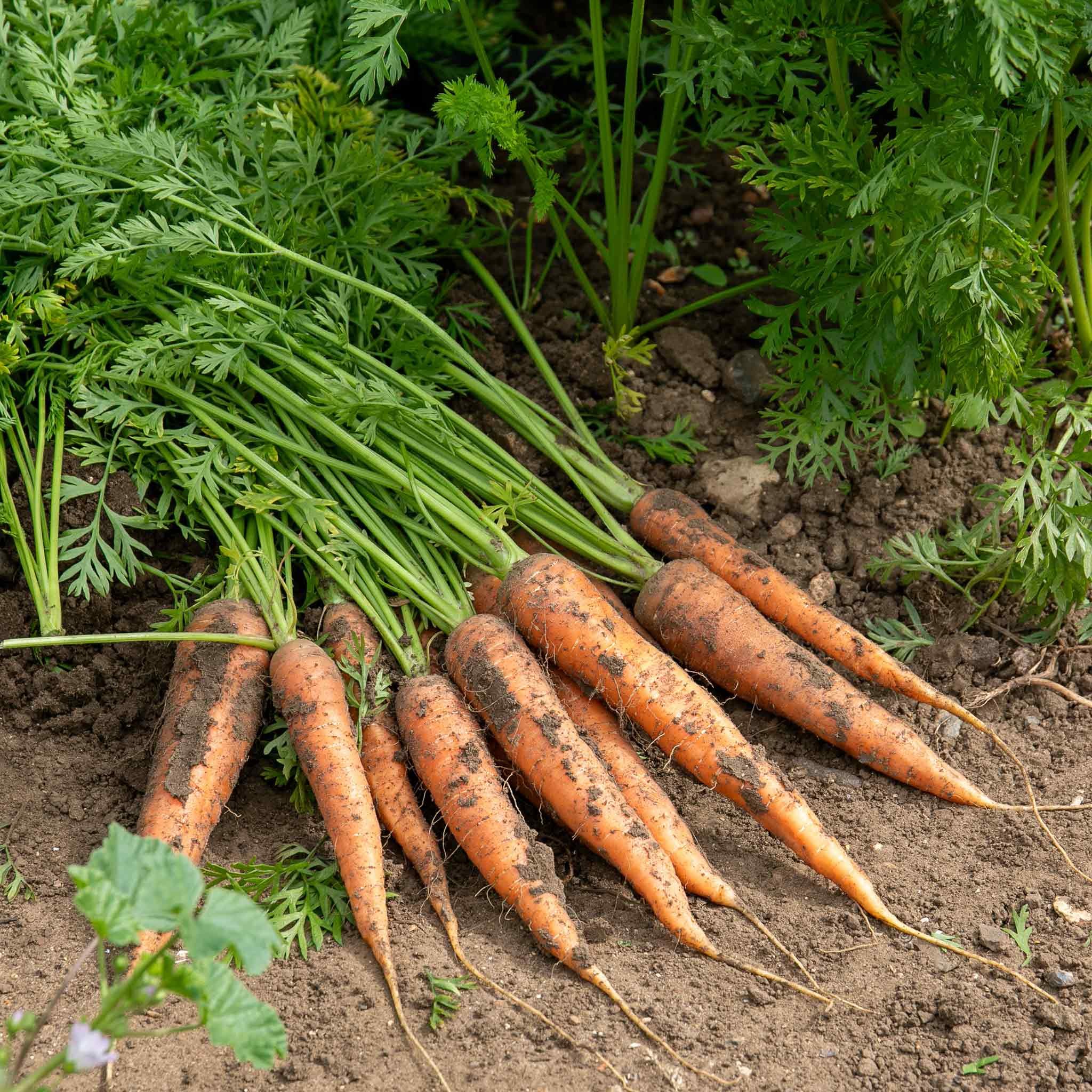 Marshalls Garden Carrot Seeds Resistafly F1 - Fly-Resistant - 800 Seeds