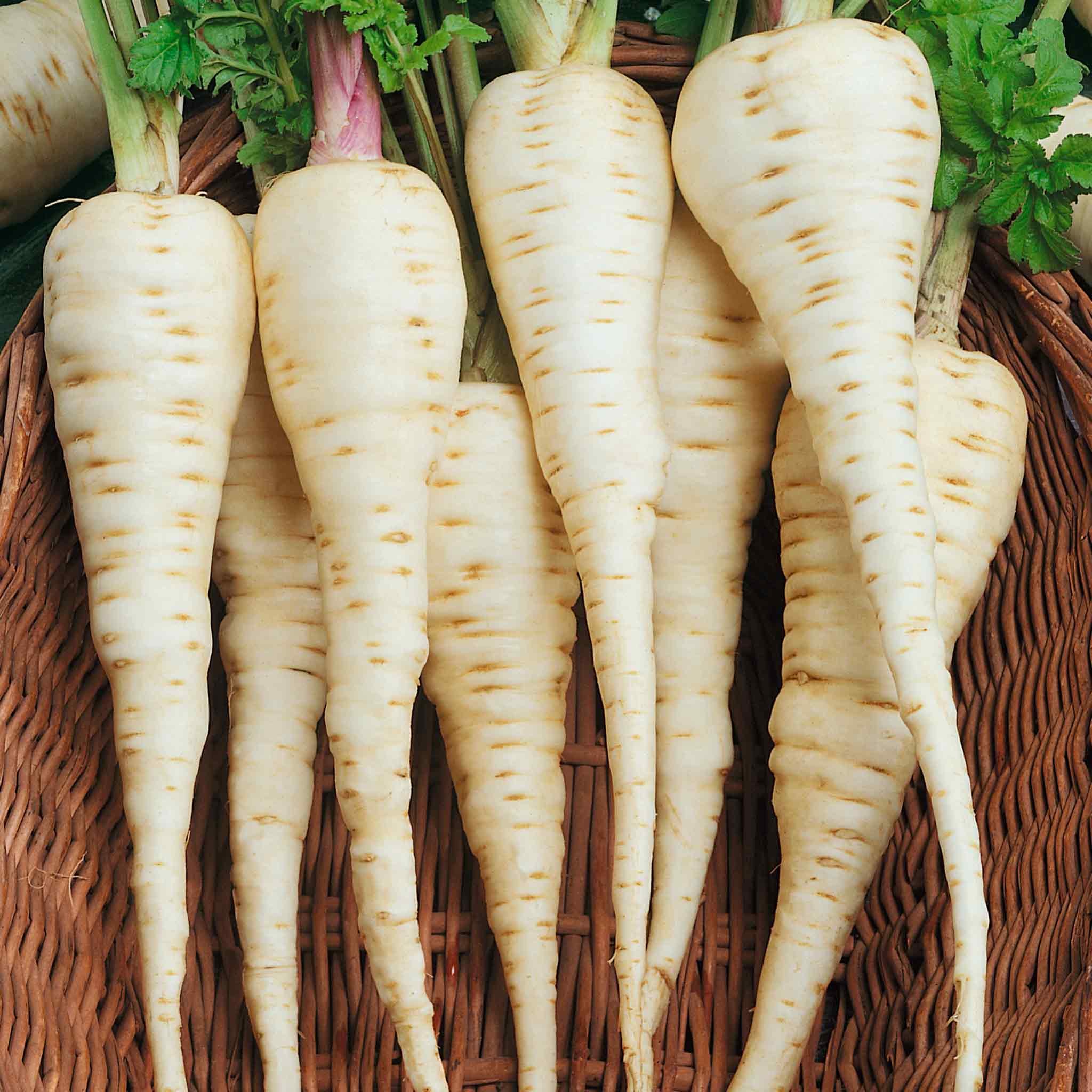 Marshalls Garden Parsnip Seeds Gladiator F1 - 600 Seeds