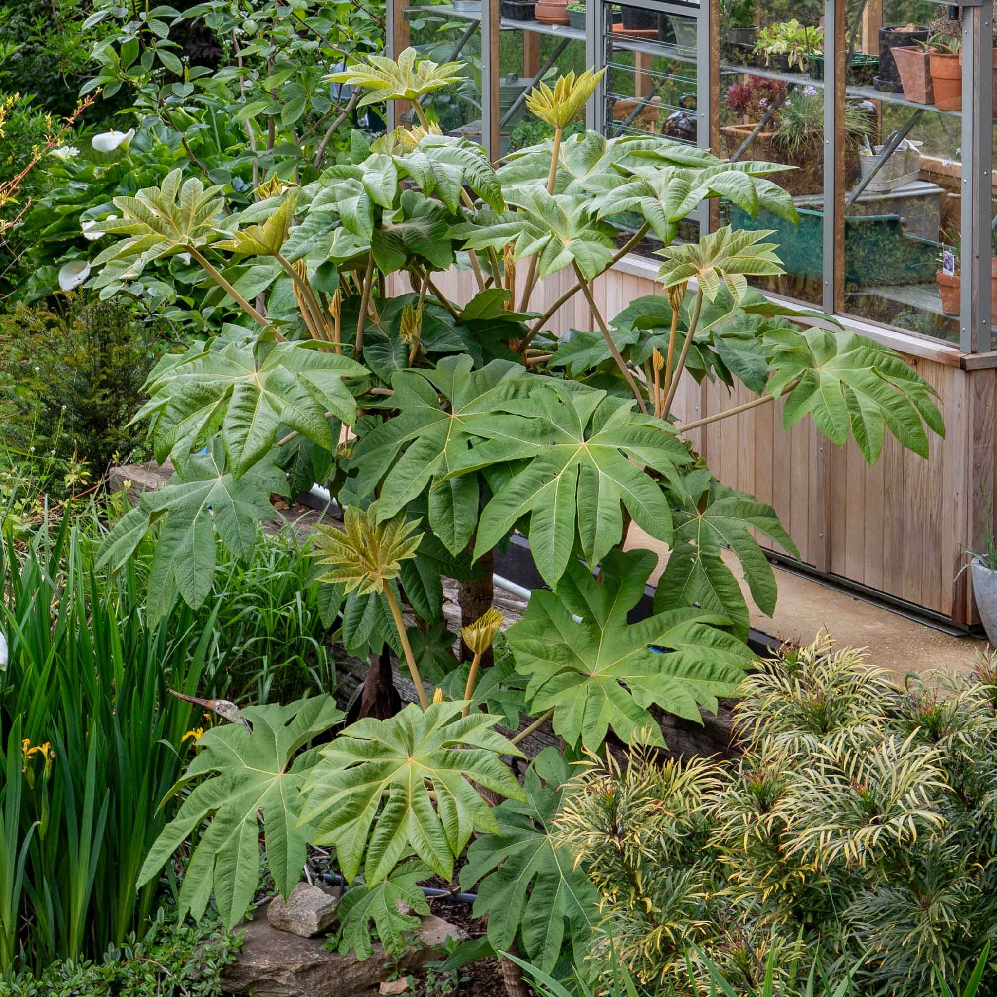 Marshalls Garden Fatsia Japonica - Hardy Evergreen Shrub - 3 Litre Plant