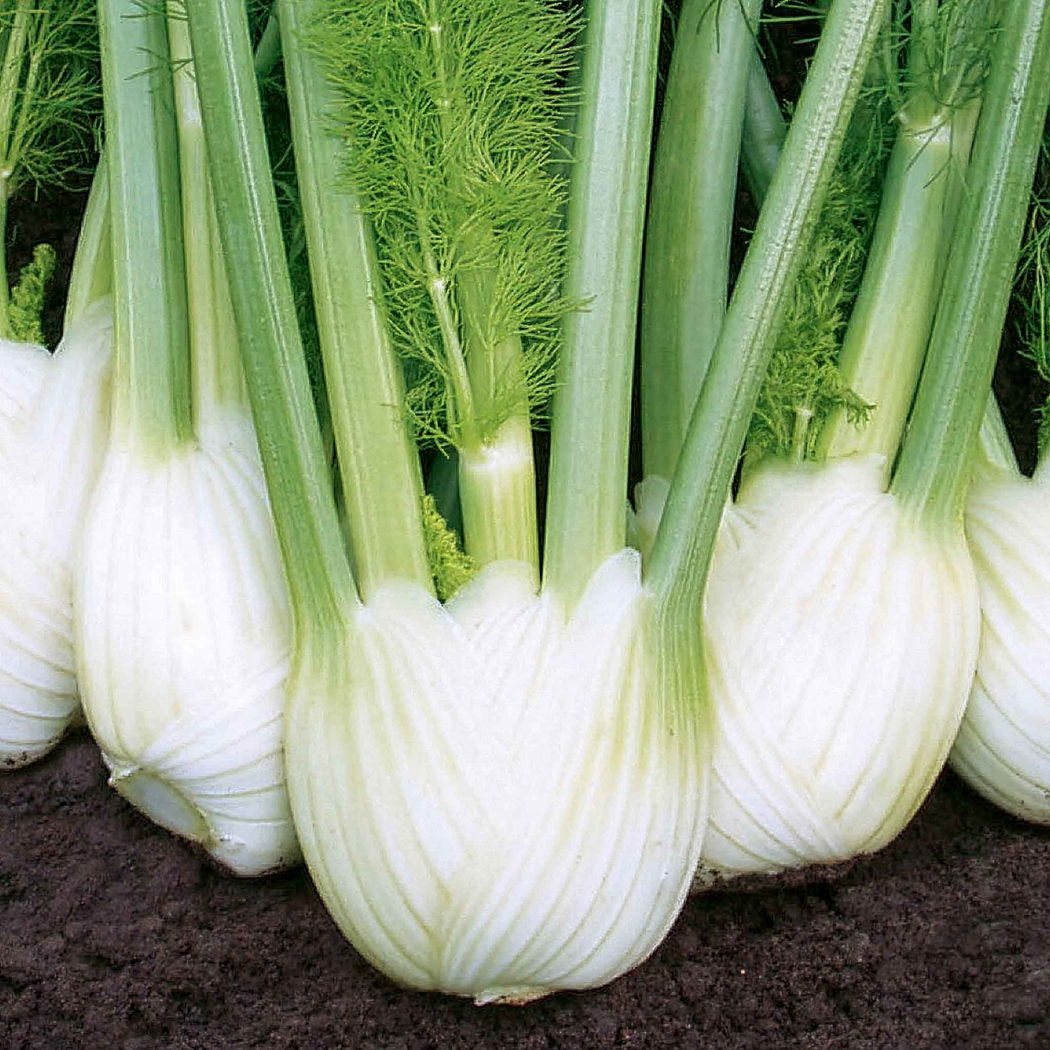 Marshalls Garden Fennel Seeds Solaris F1 Fast-Growing Bulbing Fennel - 40 Seeds