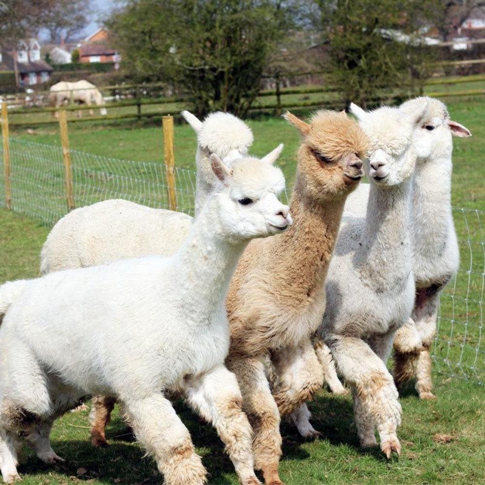 Red Letter Days Lucky Tails Alpaca Farm Gift Experience