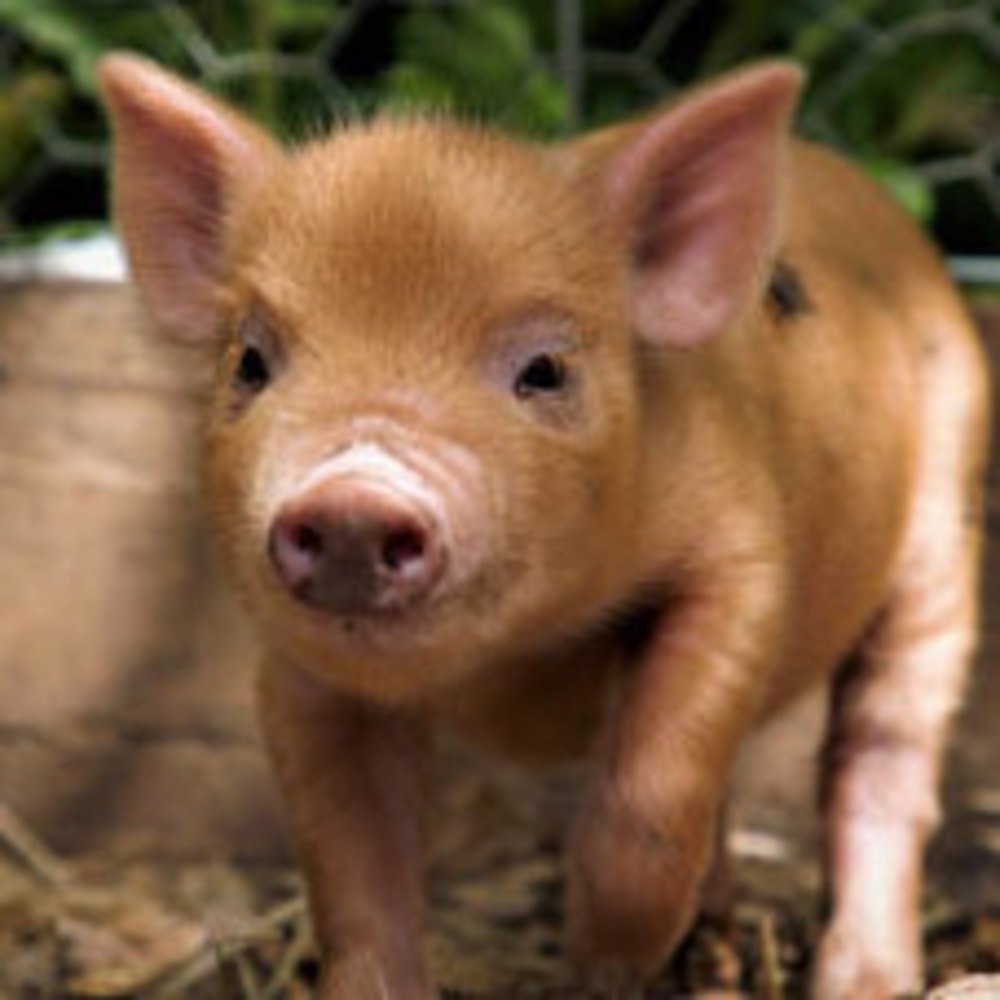 Buyagift Piggy Pet And Play For Two Gift Experience