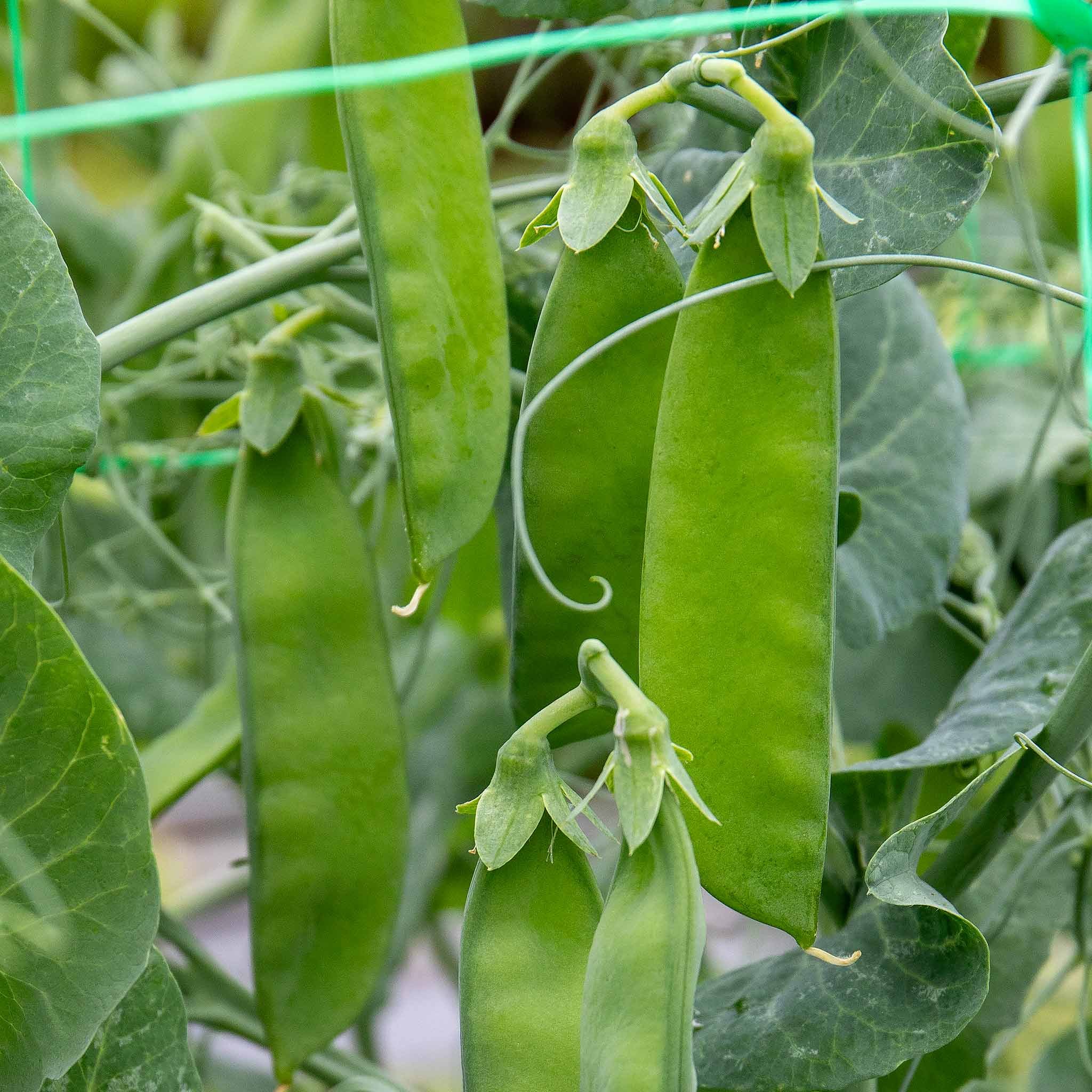 Marshalls Garden Mangetout Pea Seeds 'Delikata' Rhs Agm - 200 Seeds
