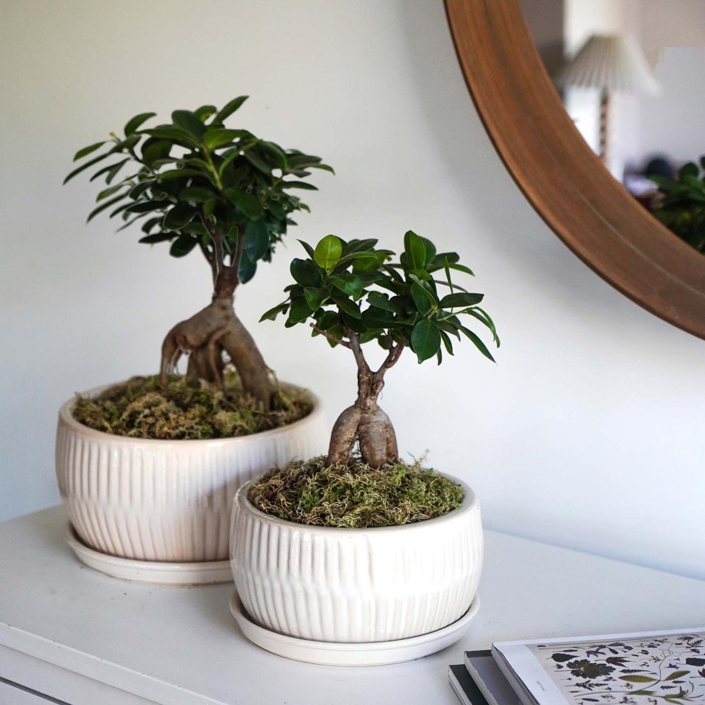 Ivyline Round Bonsai Planter Set of 2 - White