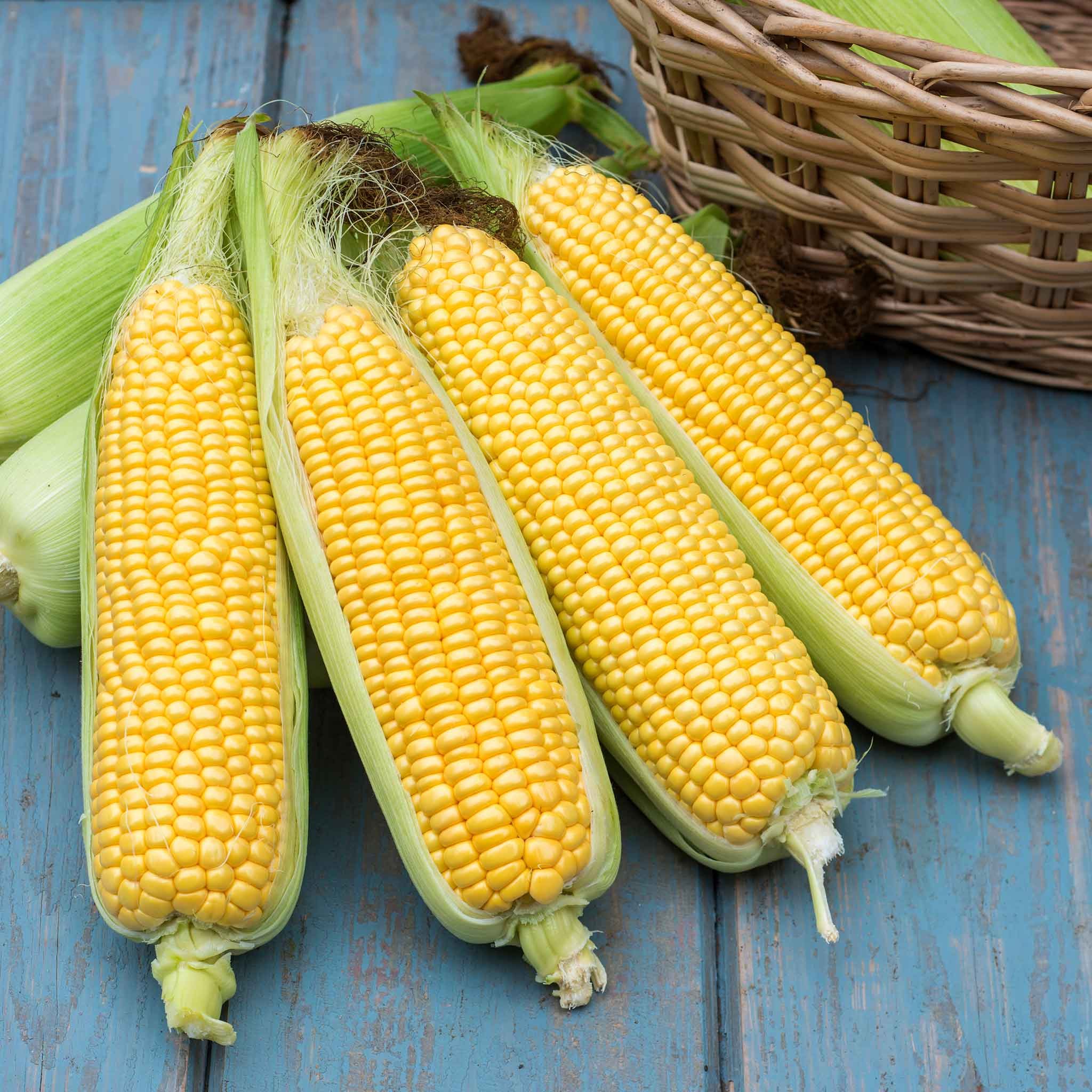 Marshalls Garden Sweetcorn Seeds 'Tyson' F1 - 30 Seeds