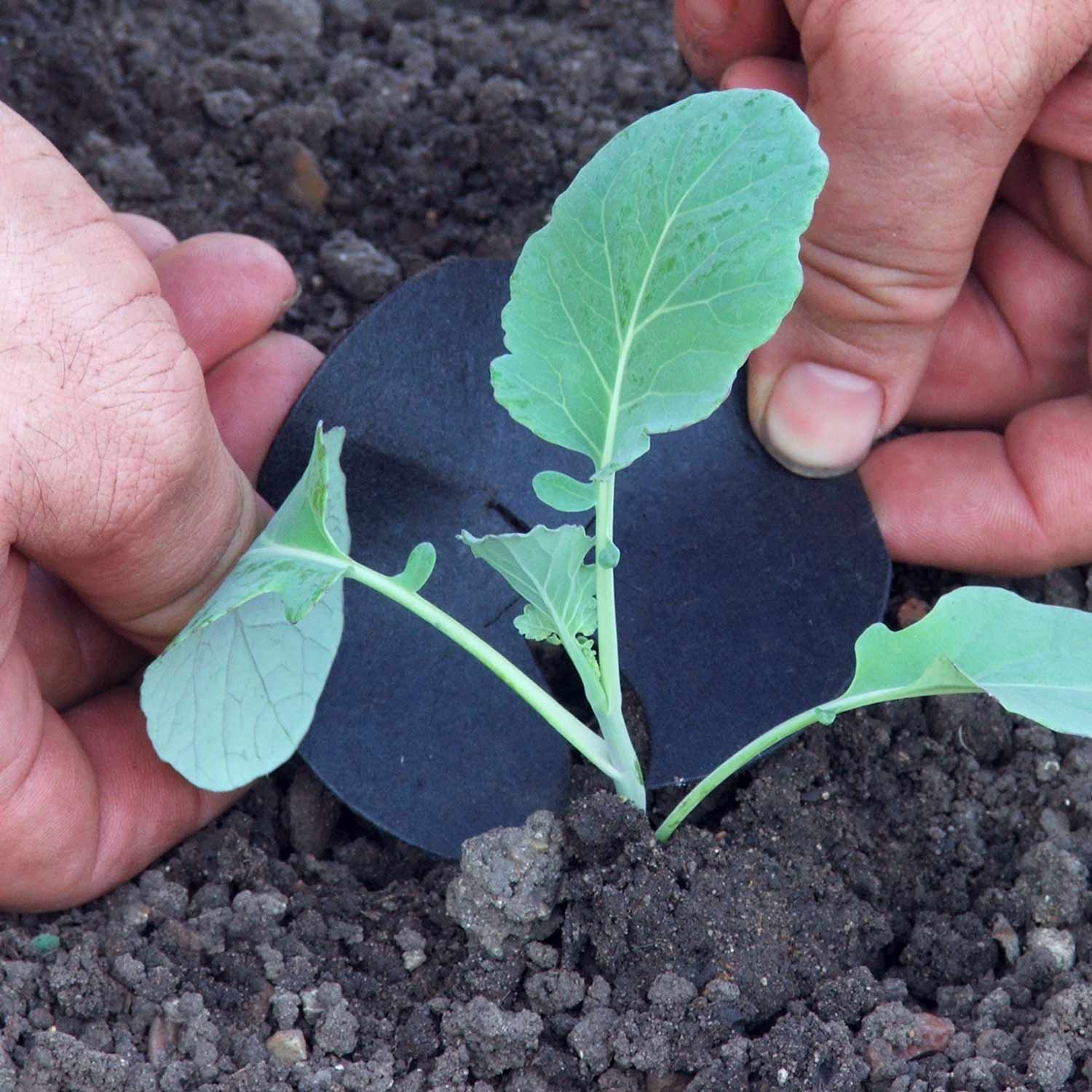 Marshalls Garden Brassica Collars - Set Of 30