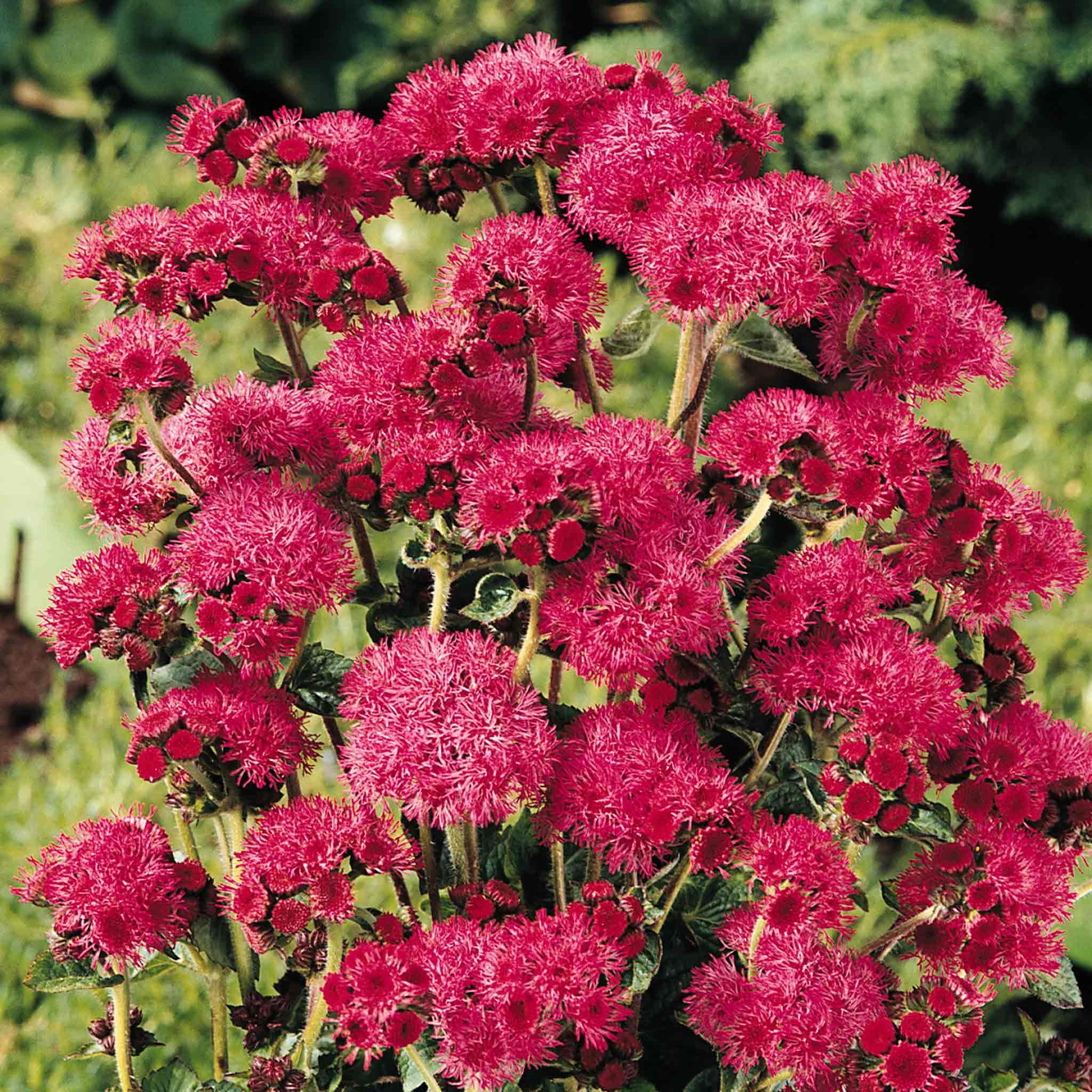 Marshalls Garden Ageratum Seeds 'Red Sea' - 20 Seeds