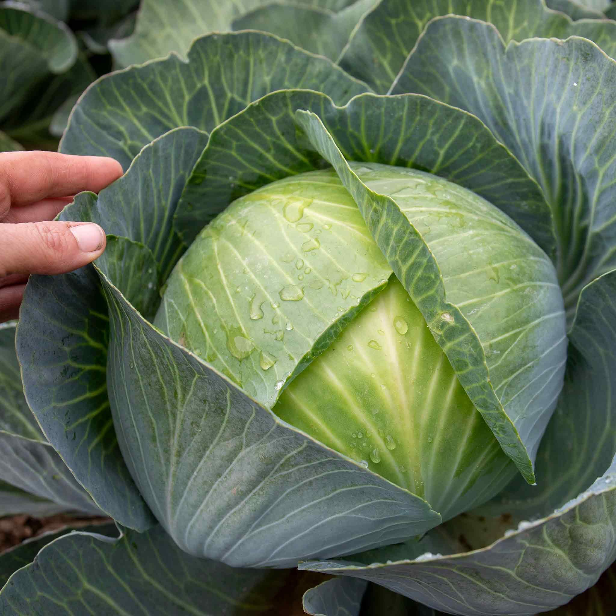 Marshalls Garden Cabbage Seeds Kilaxy F1 - 20 Seeds
