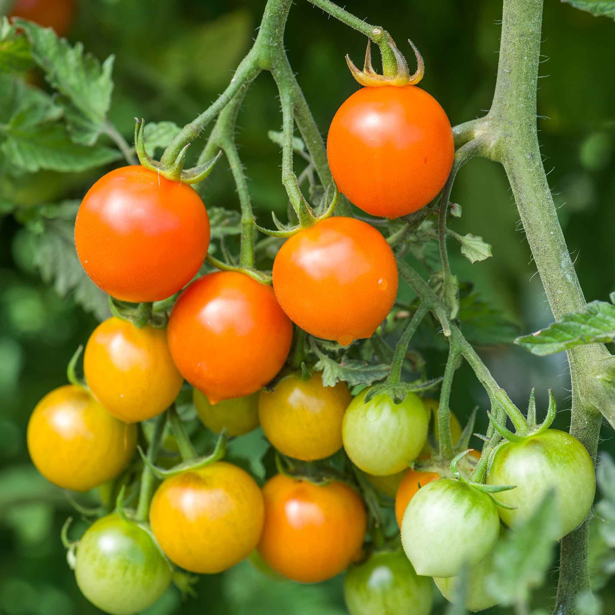 Marshalls Garden Tomato Seeds Orangeto F1 - Orange Cherry - 8 Seeds