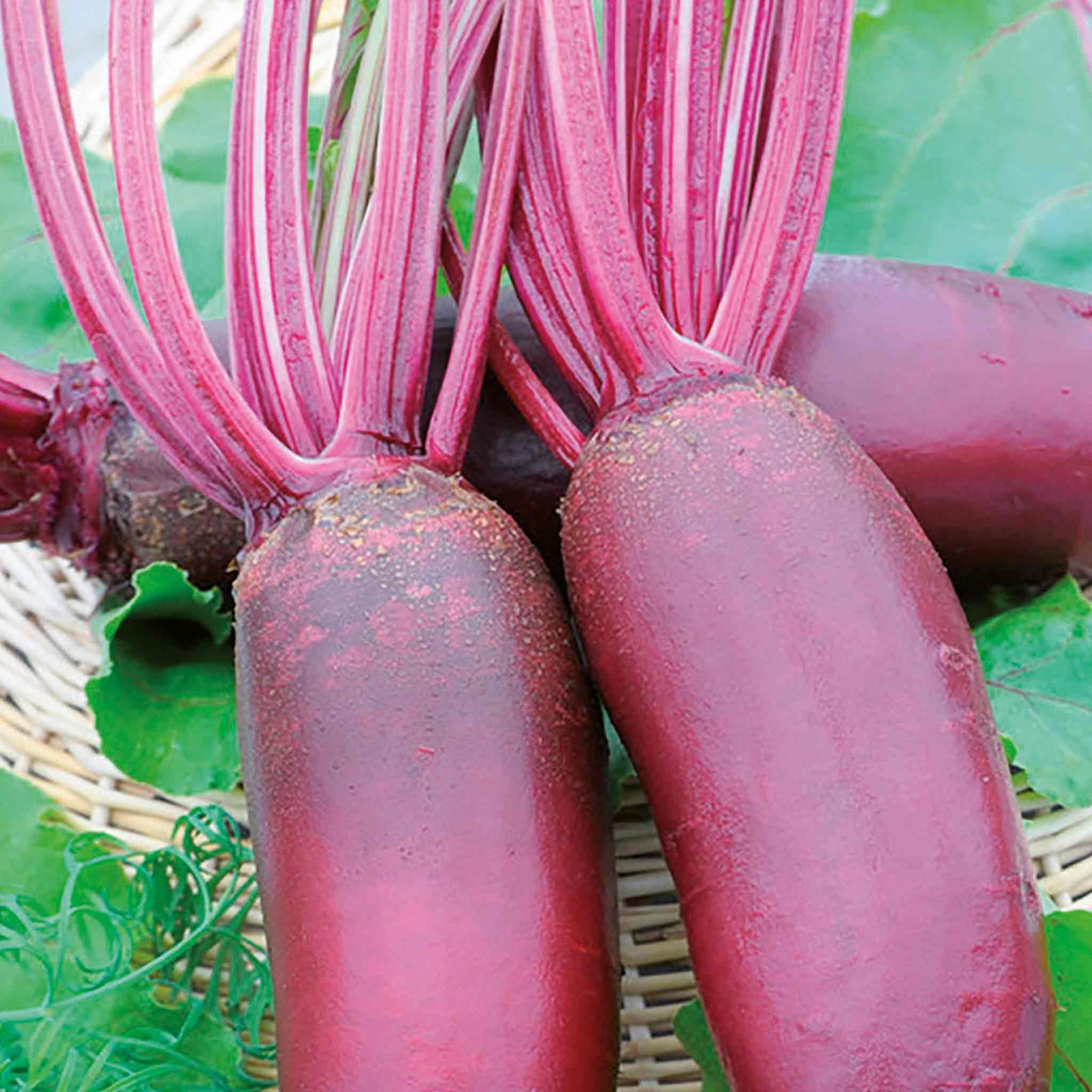 Marshalls Garden Beetroot Seeds 'Taunus' F1 - 200 Seeds