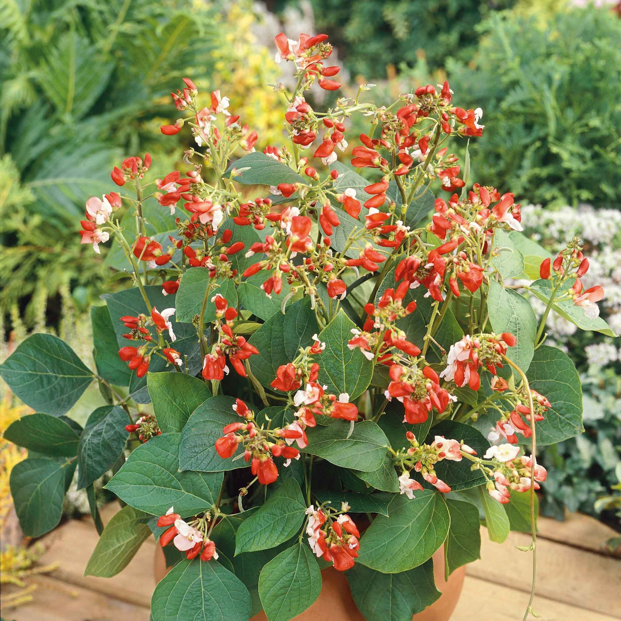 Unwins Runner Bean Dwarf  Seeds 'Hestia' - 30 Seeds