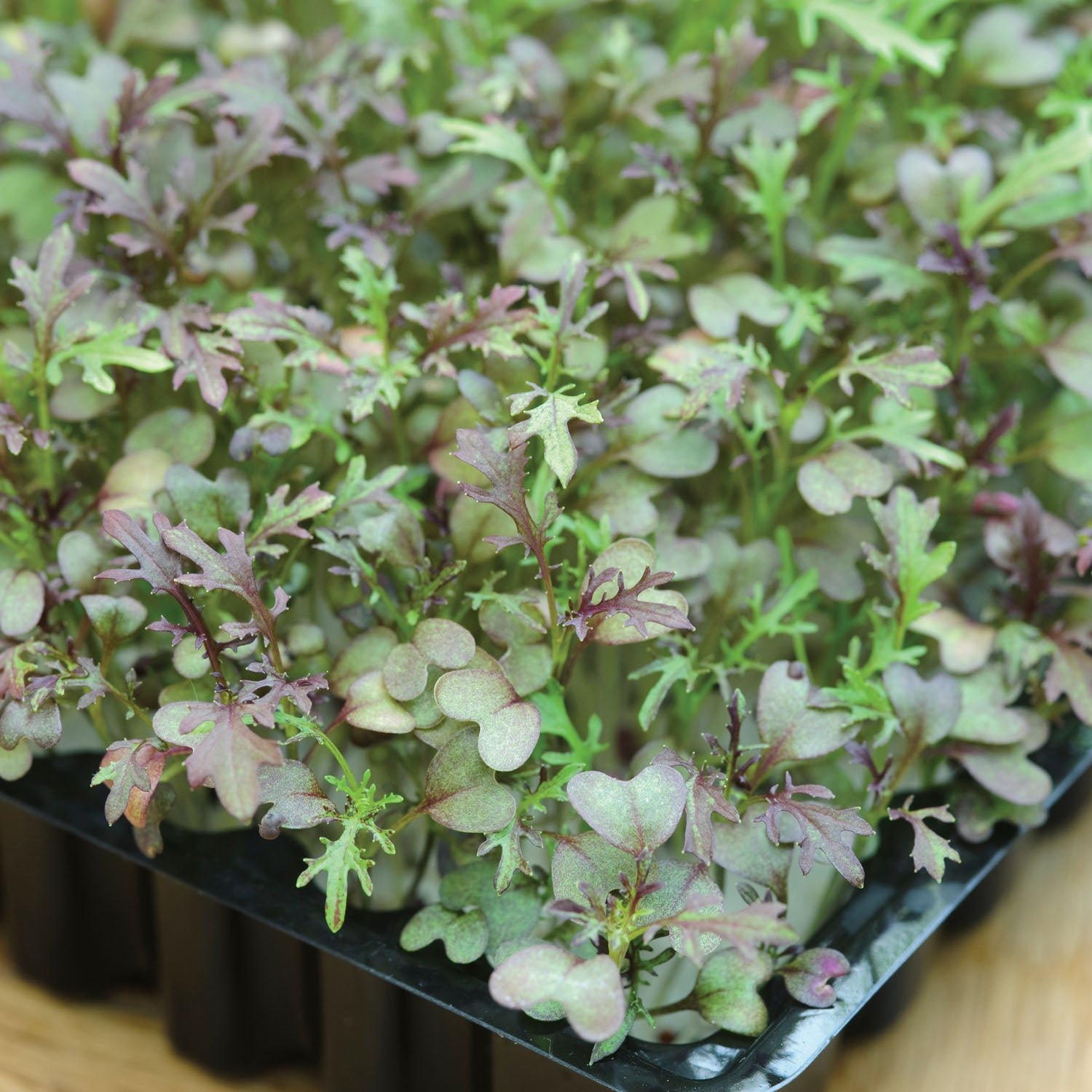 Unwins Microgreens Seeds 'Mustard Red Frills' - 2000 Seeds