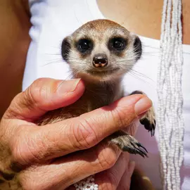 Activity Superstore Meet The Meerkats For 2 Gift Experience