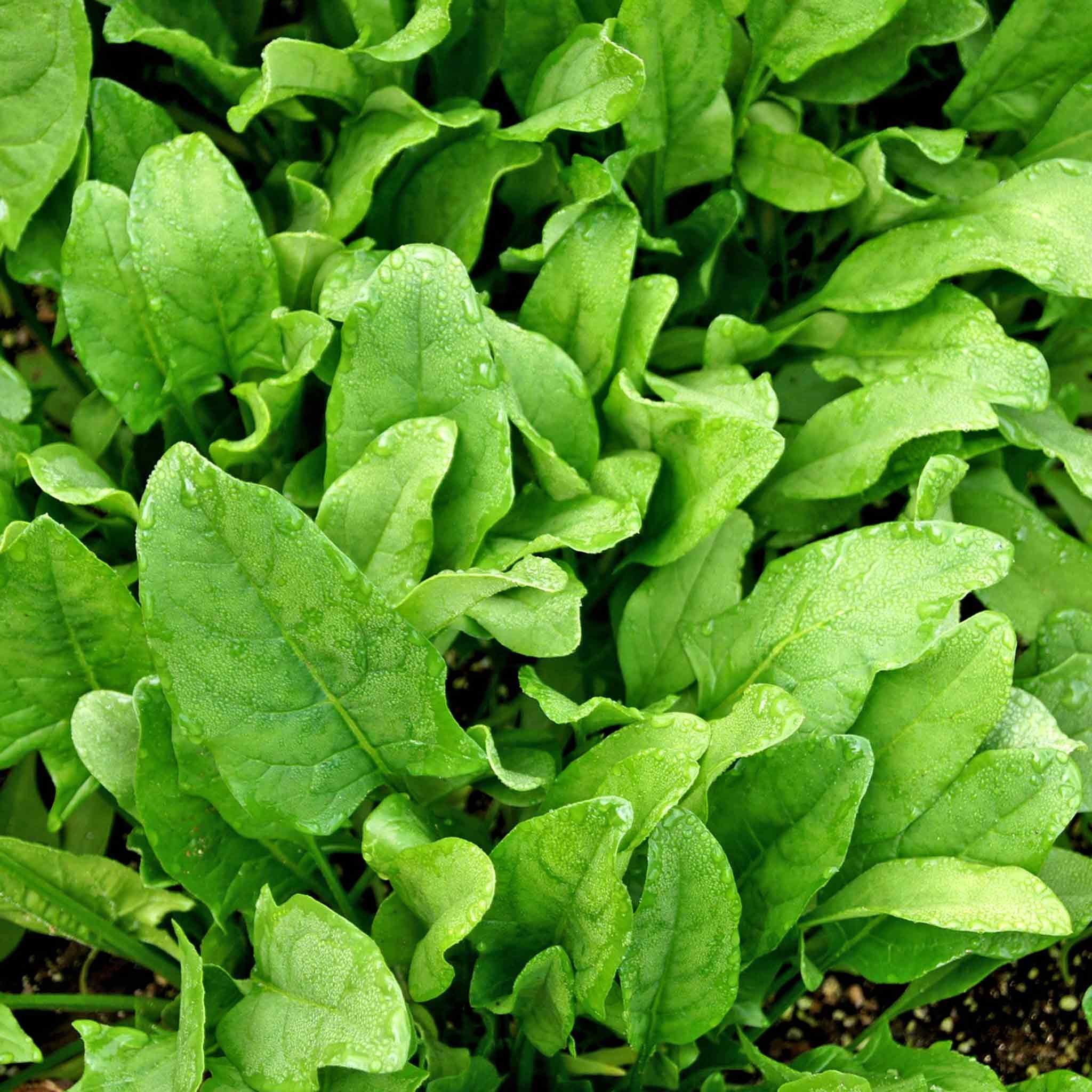 Marshalls Garden Perpetual Spinach Seeds - Fast-Growing, Rhs Agm - 300 Seeds