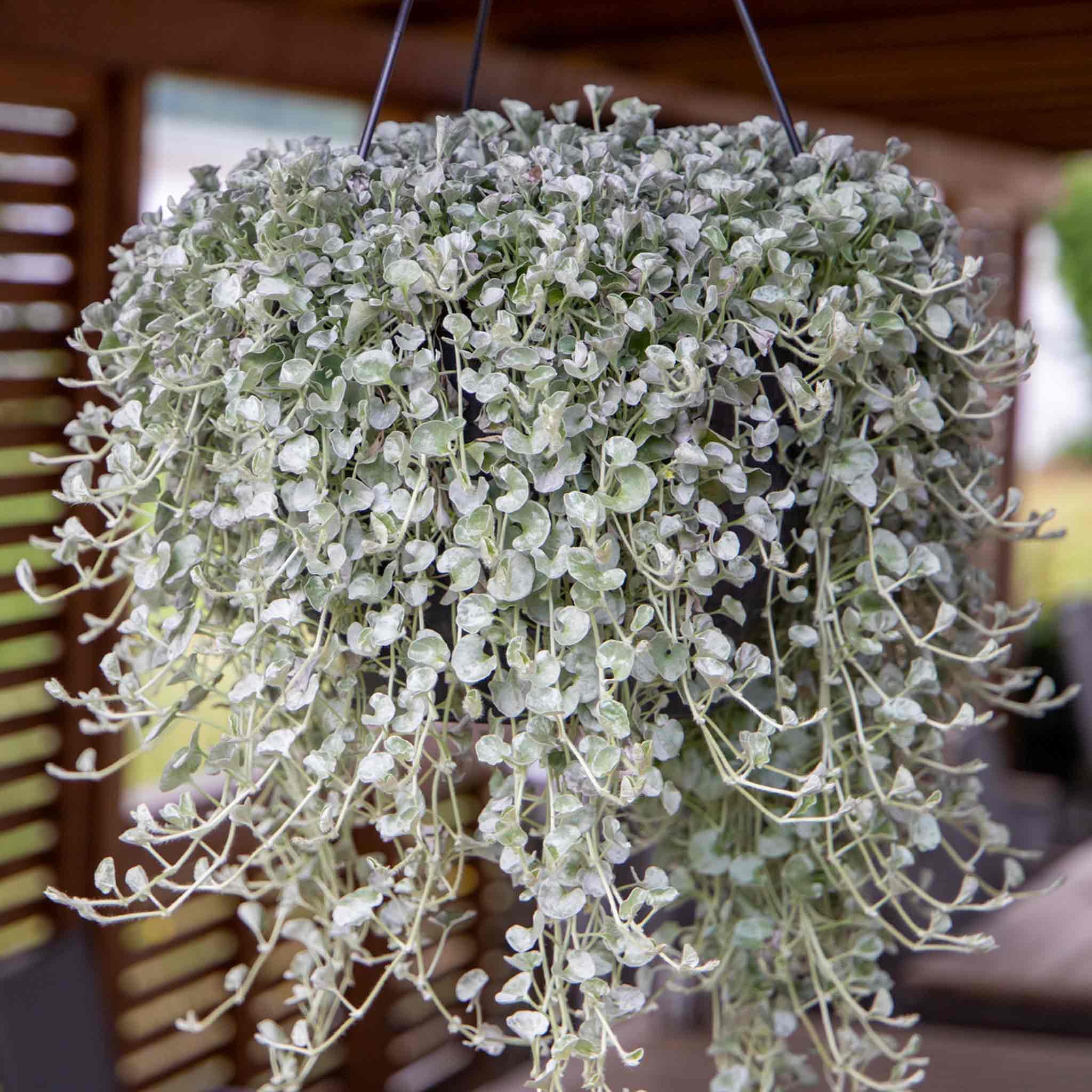 Unwins Dichondra Seeds 'Silver Surfer' - 10 Seeds
