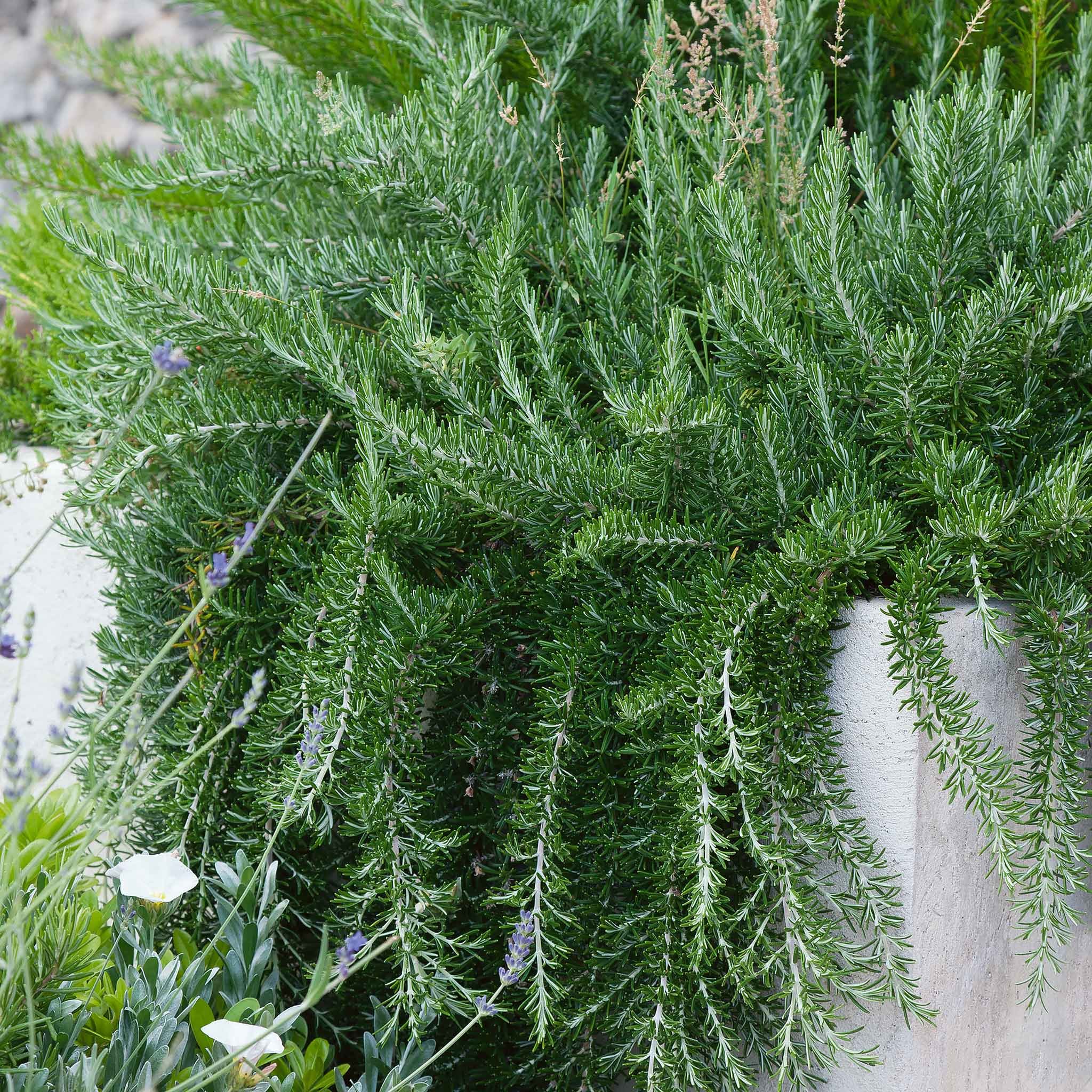 Marshalls Garden Rosemary 'Prostratus' - 1 Litre Plant