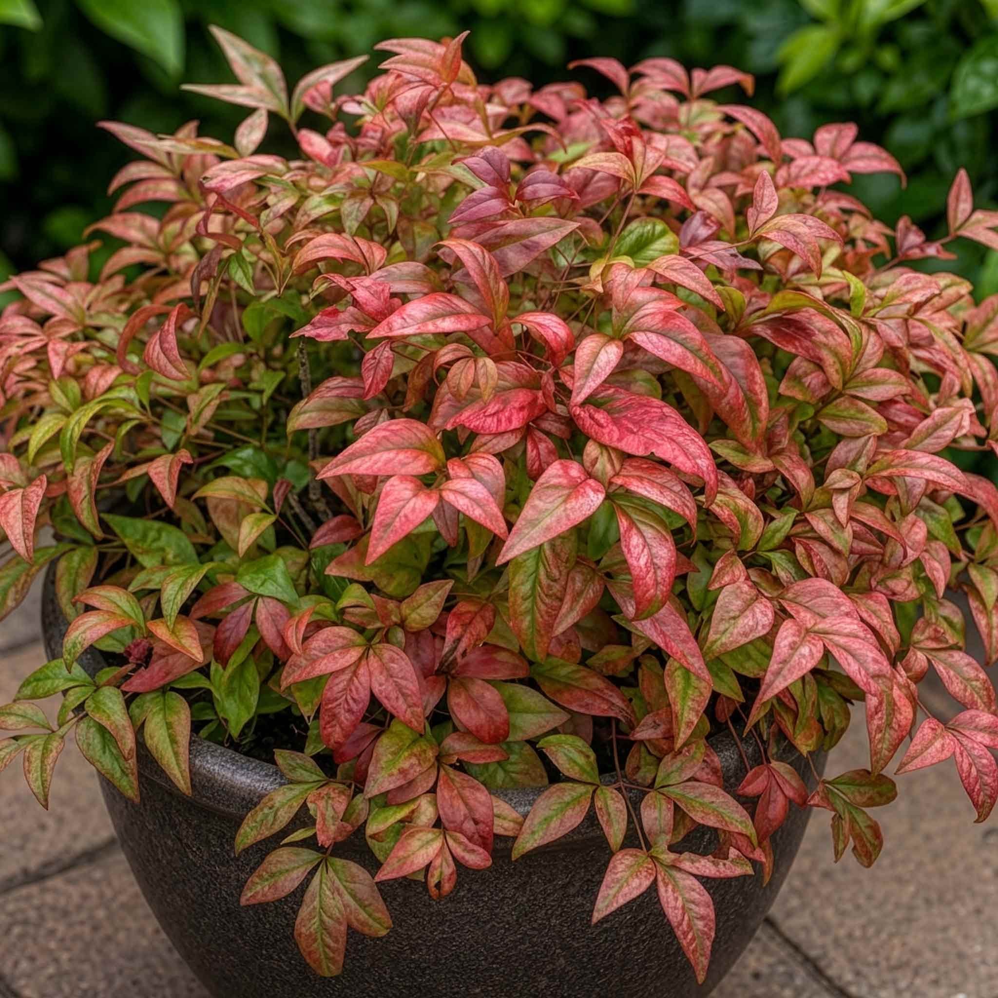 Marshalls Garden Nandina Fire Power -  9cm Plant