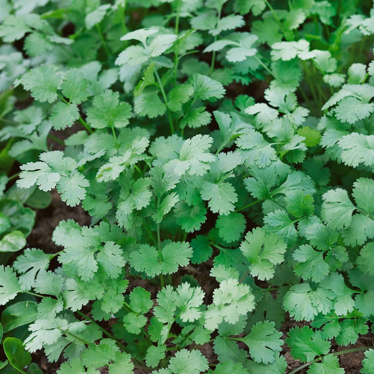 Unwins Microgreens Seeds 'Coriander' - 1980 Seeds