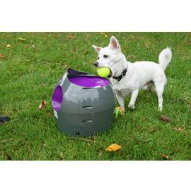 Dog toys Argos