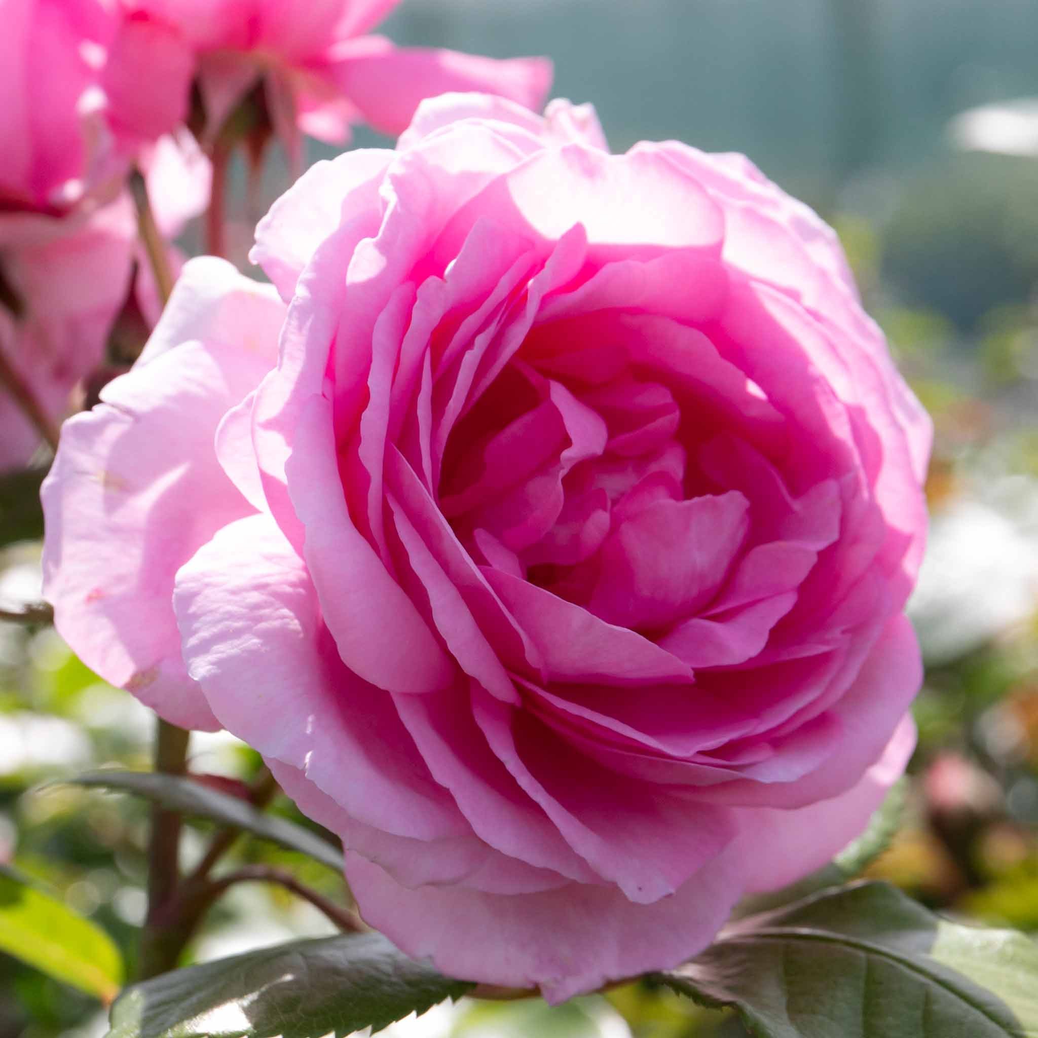 Marshalls Garden Rose 'Mum In A Million' (Hybrid Tea) -  3 Litre Plant