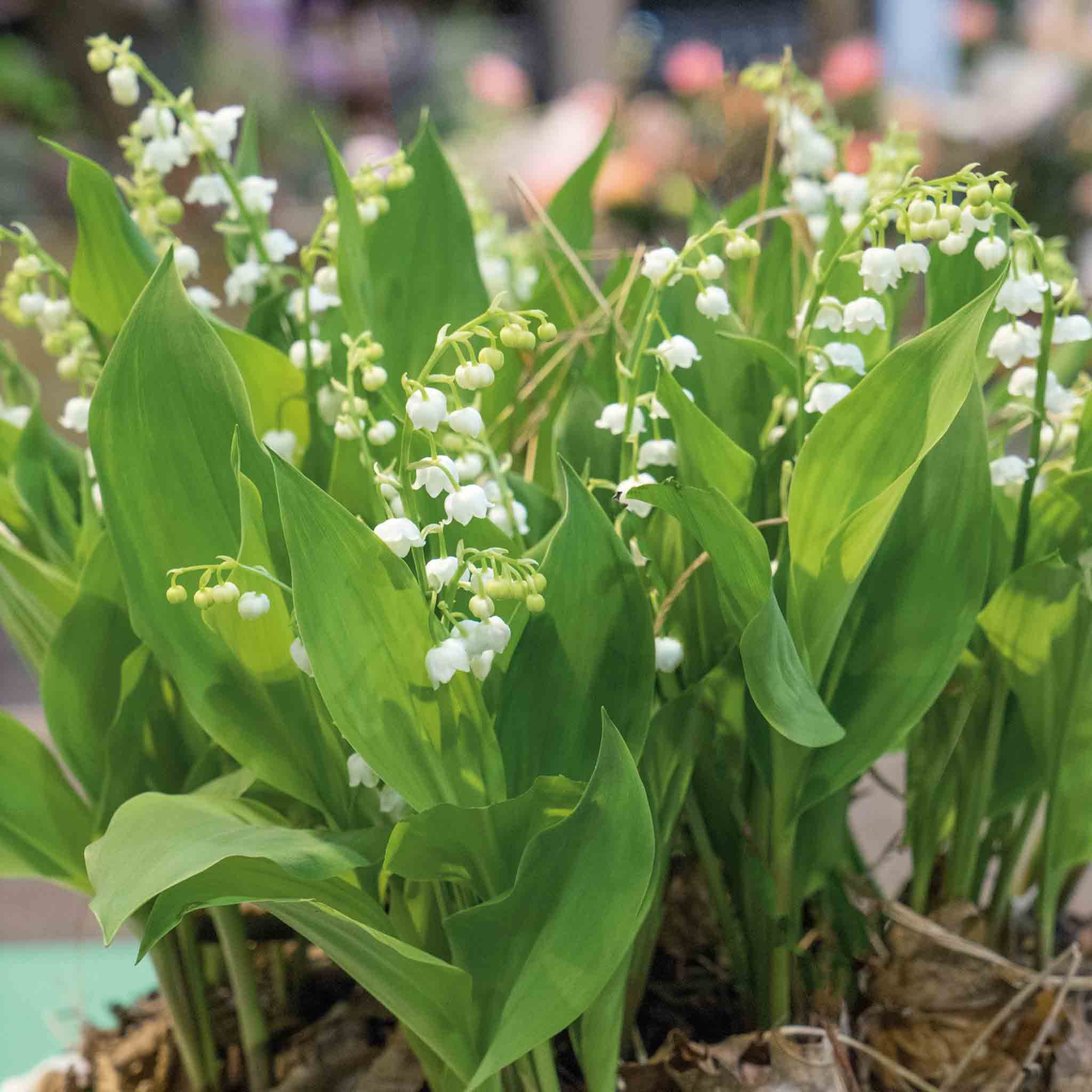 Marshalls Garden Lily of the Valley (Convallaria Majalis) 9cm Plant