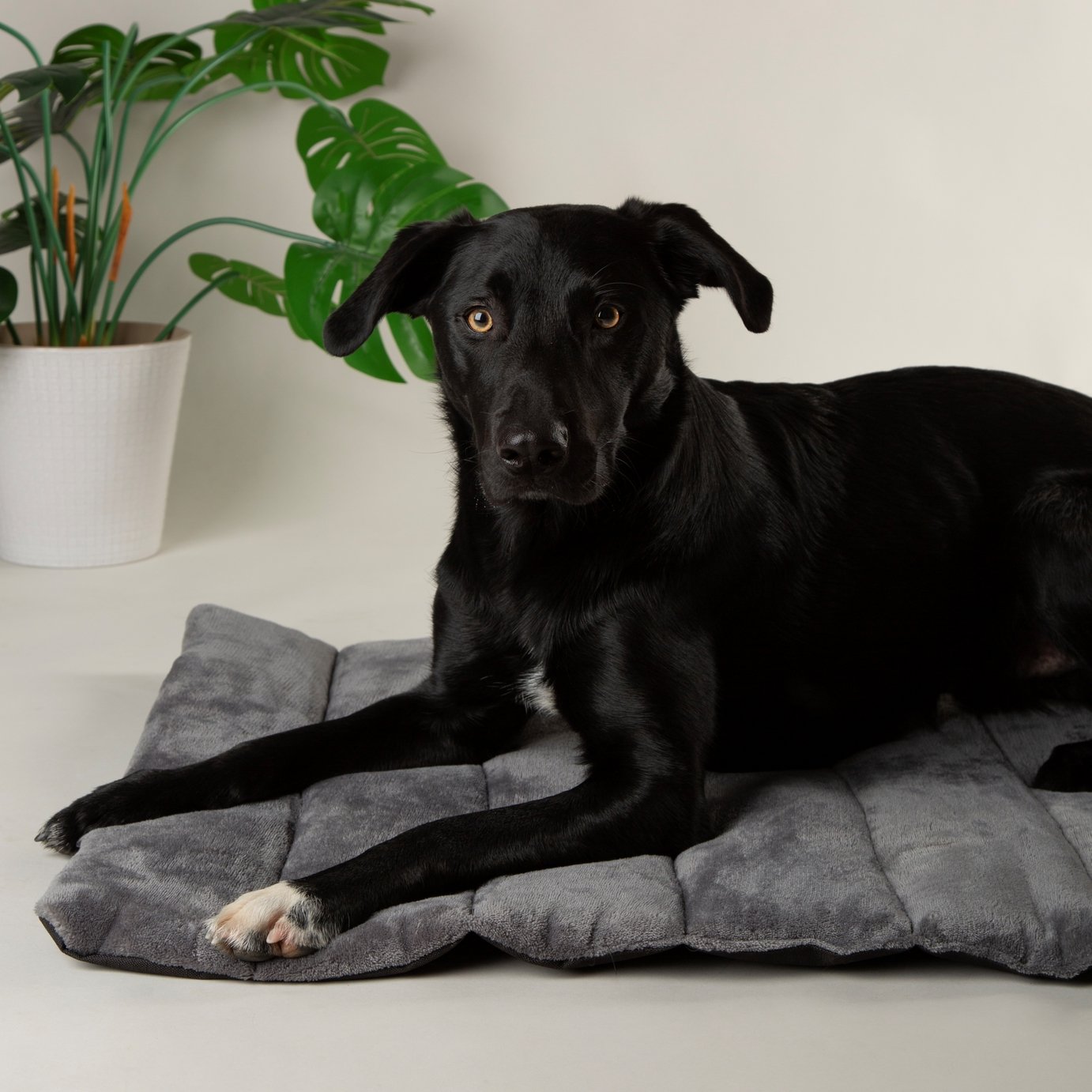 Scruffs Roll Out Travel Pet Bed-Large