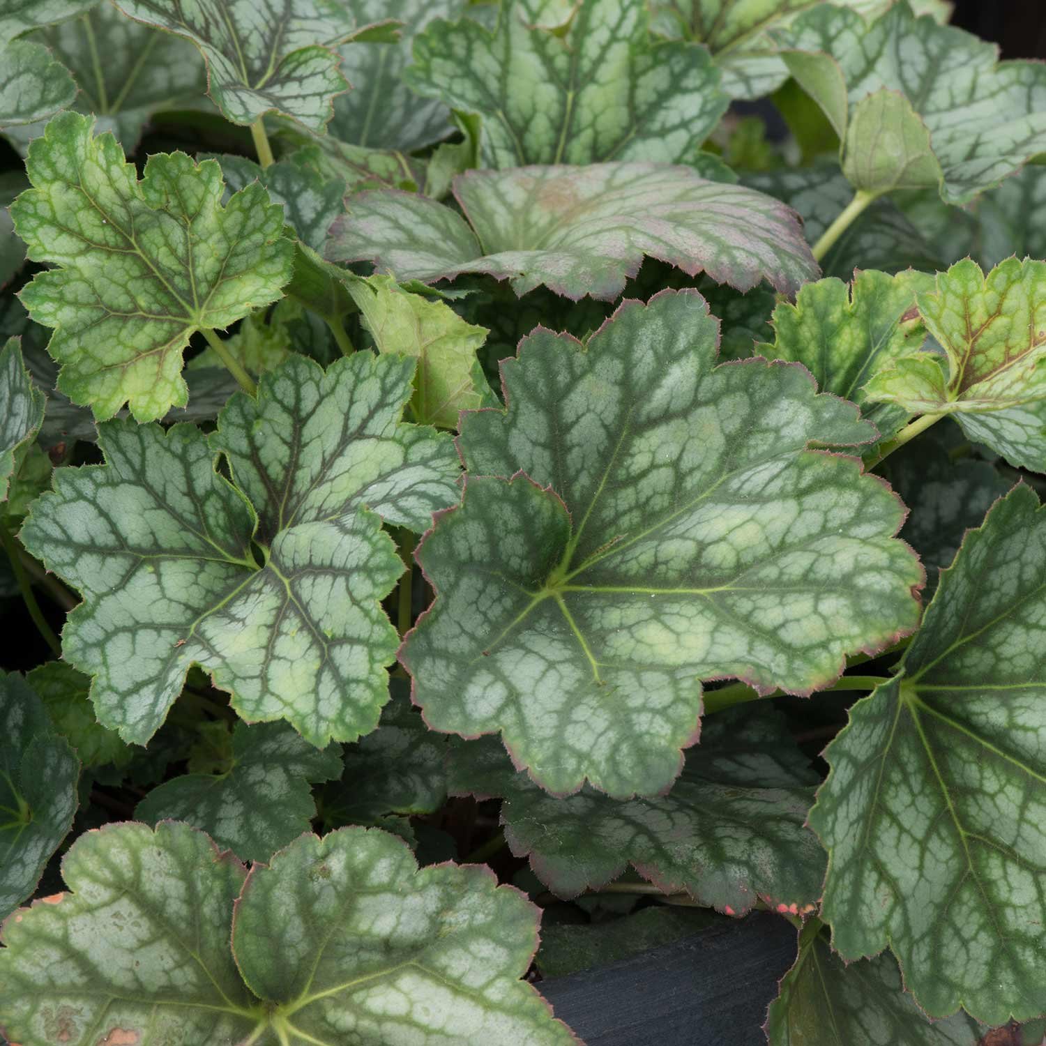 Marshalls Garden Heuchera Seeds 'Marvellous Marble' - 25 Seeds