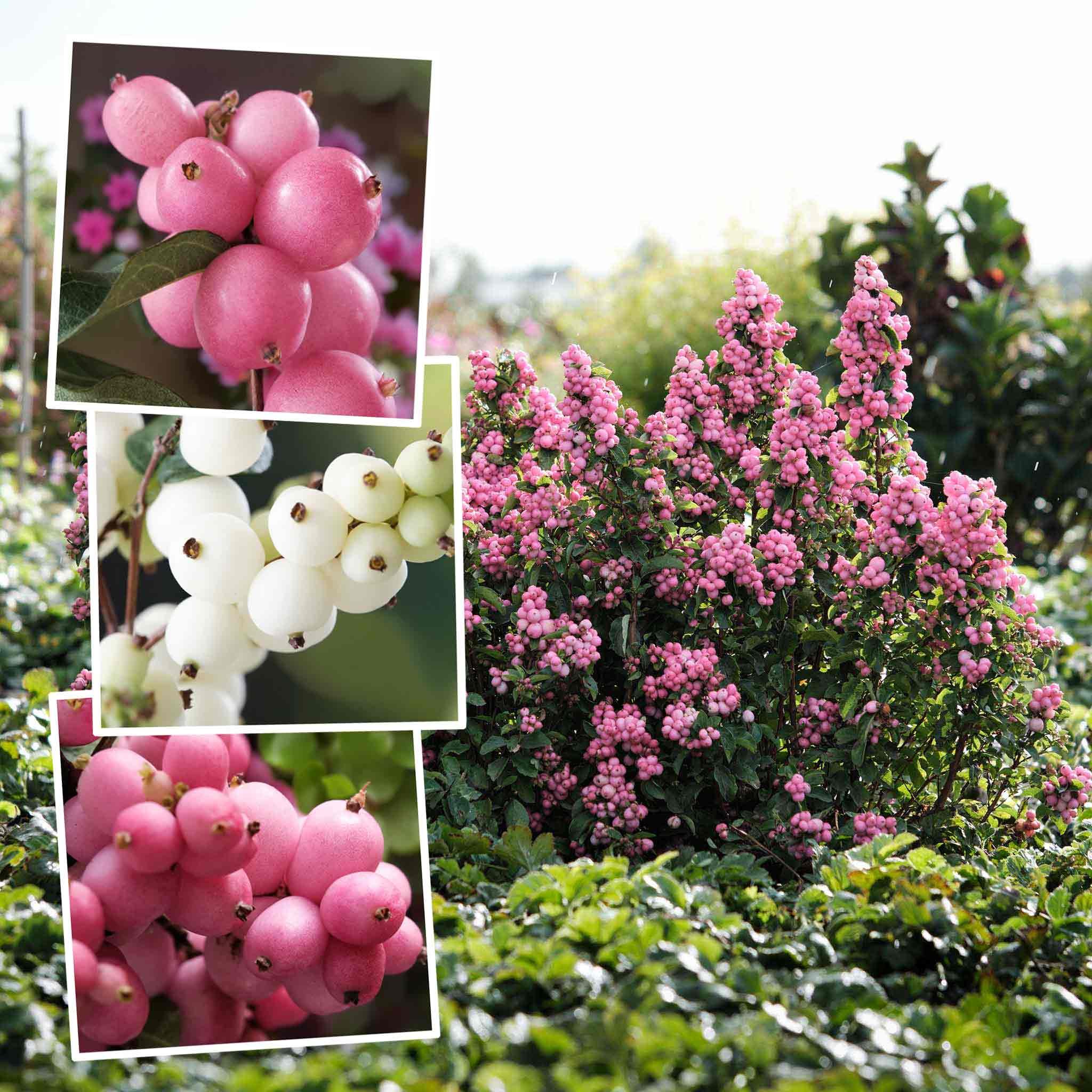 Marshalls Garden Snowberry 'Magical' Collection - 3 x 9cm Plants