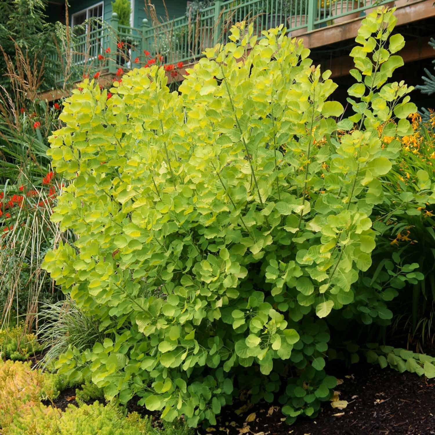 Marshalls Garden - Cotinus Coggygria ‘Golden Spirit’ - 3 x 9cm Plants