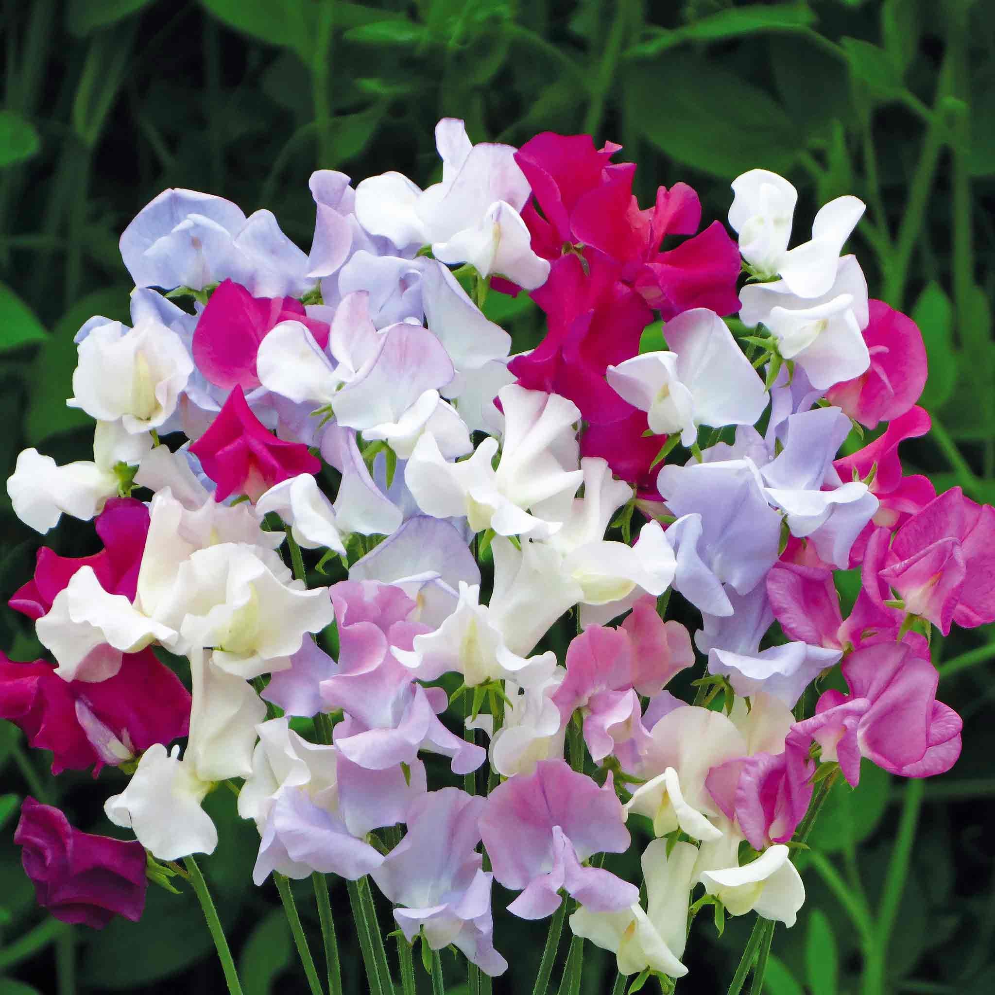 Unwins Sweet Pea Seeds 'Confetti' - 21 Seeds