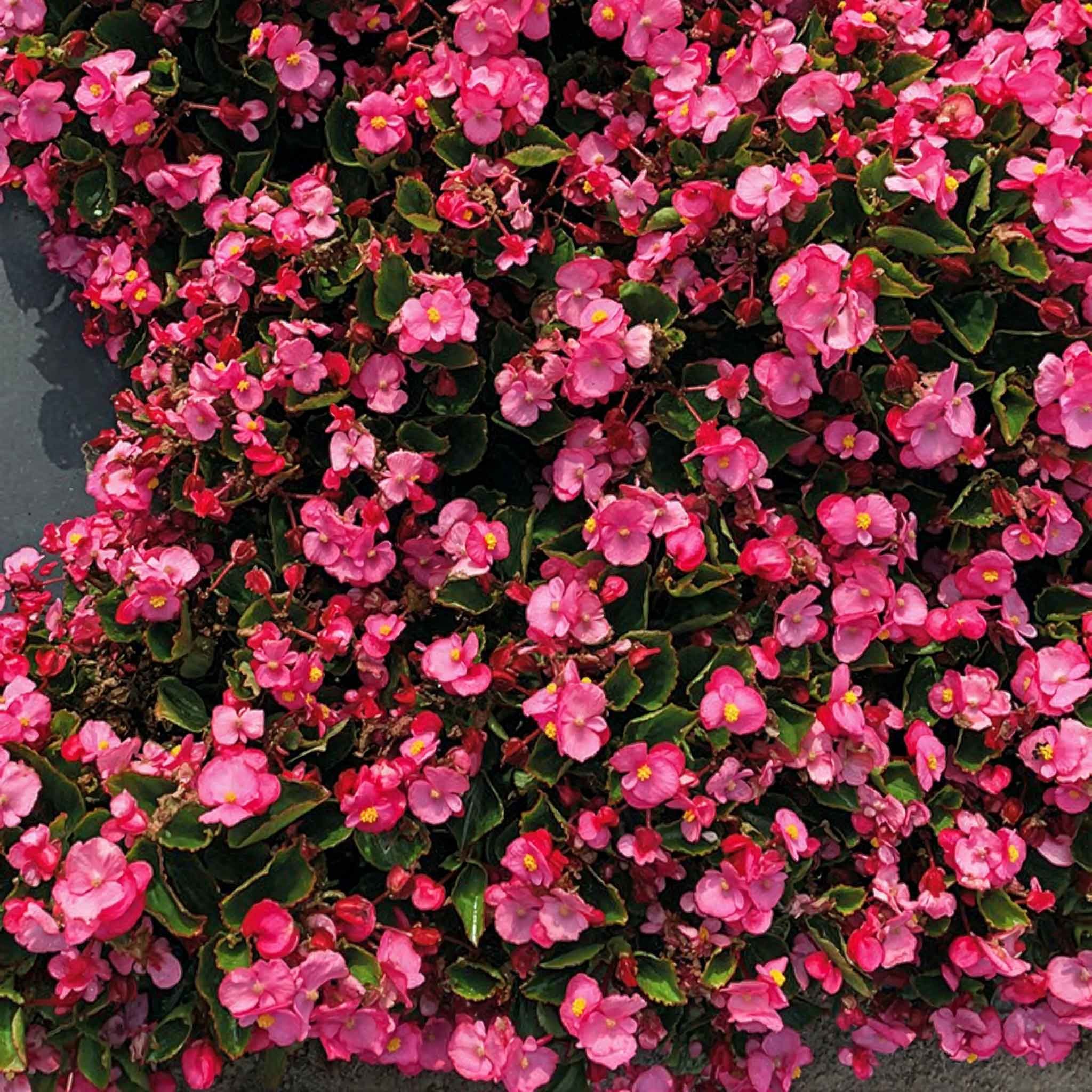 Marshalls Garden Begonia Seeds 'Super Cool Pink' F1 - 75 Seeds