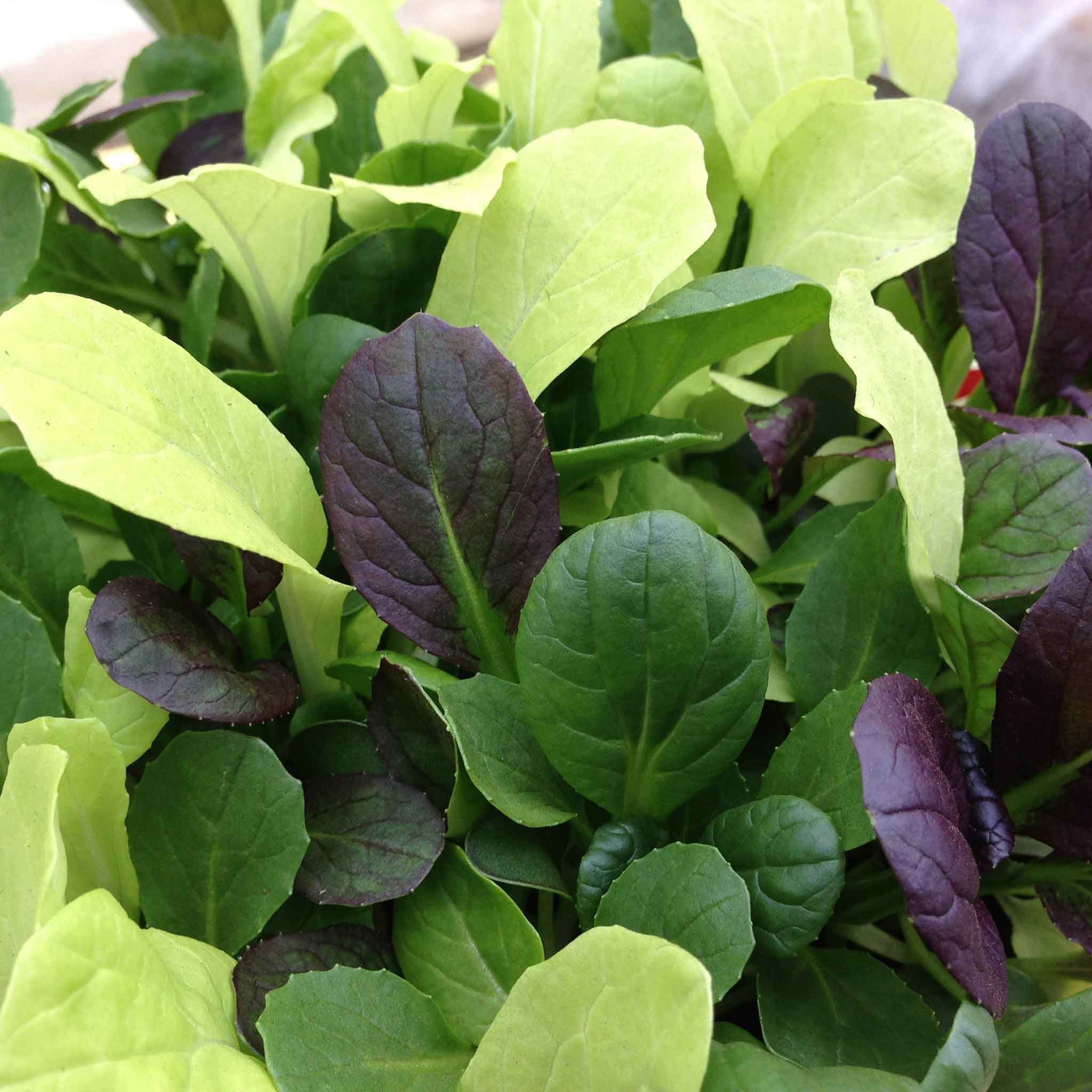 Marshalls Garden Pak Choi Seeds 'Colour Crunch Mix' - 500 Seeds