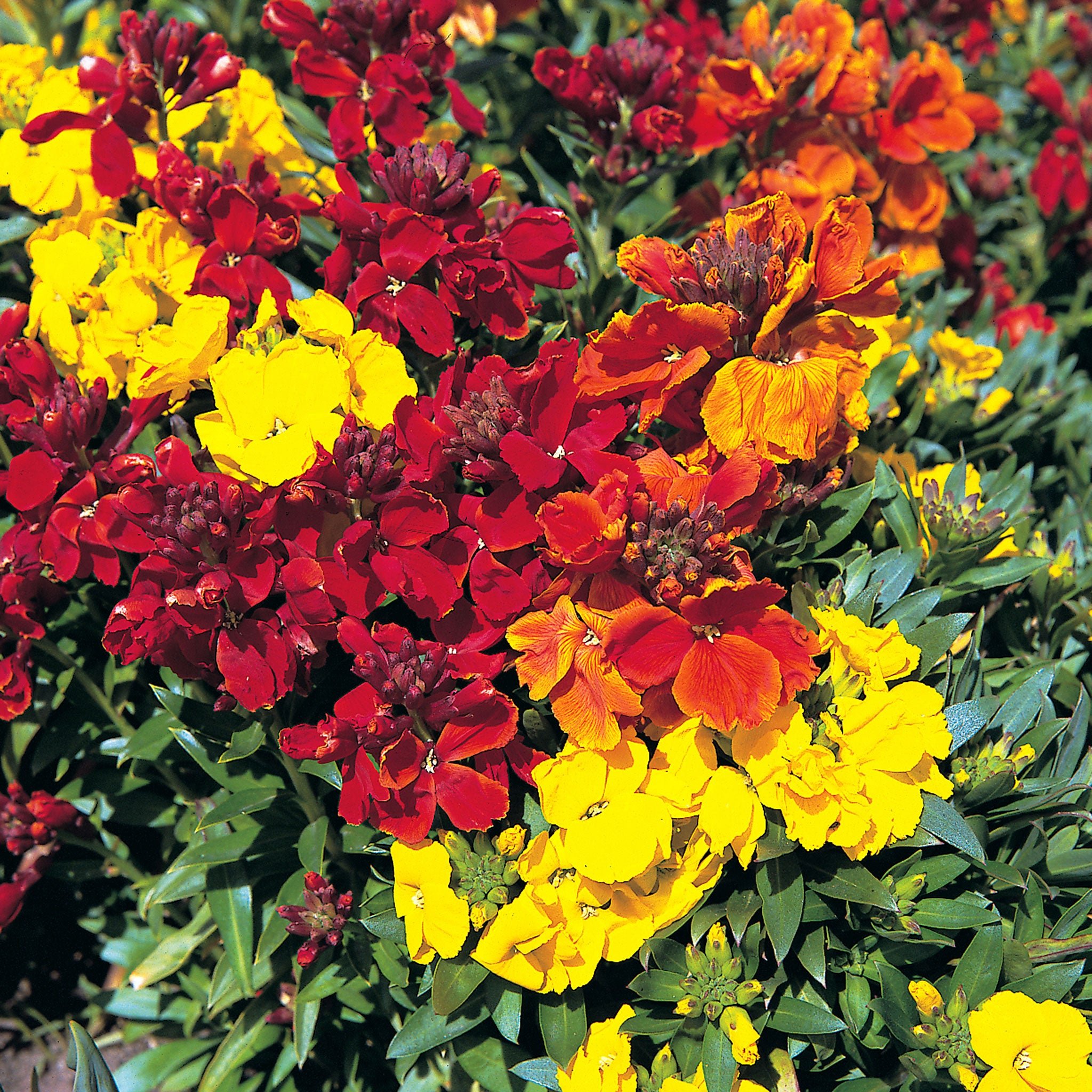 Unwins Wallflower Seeds 'Scented Mix' - 200 Seeds