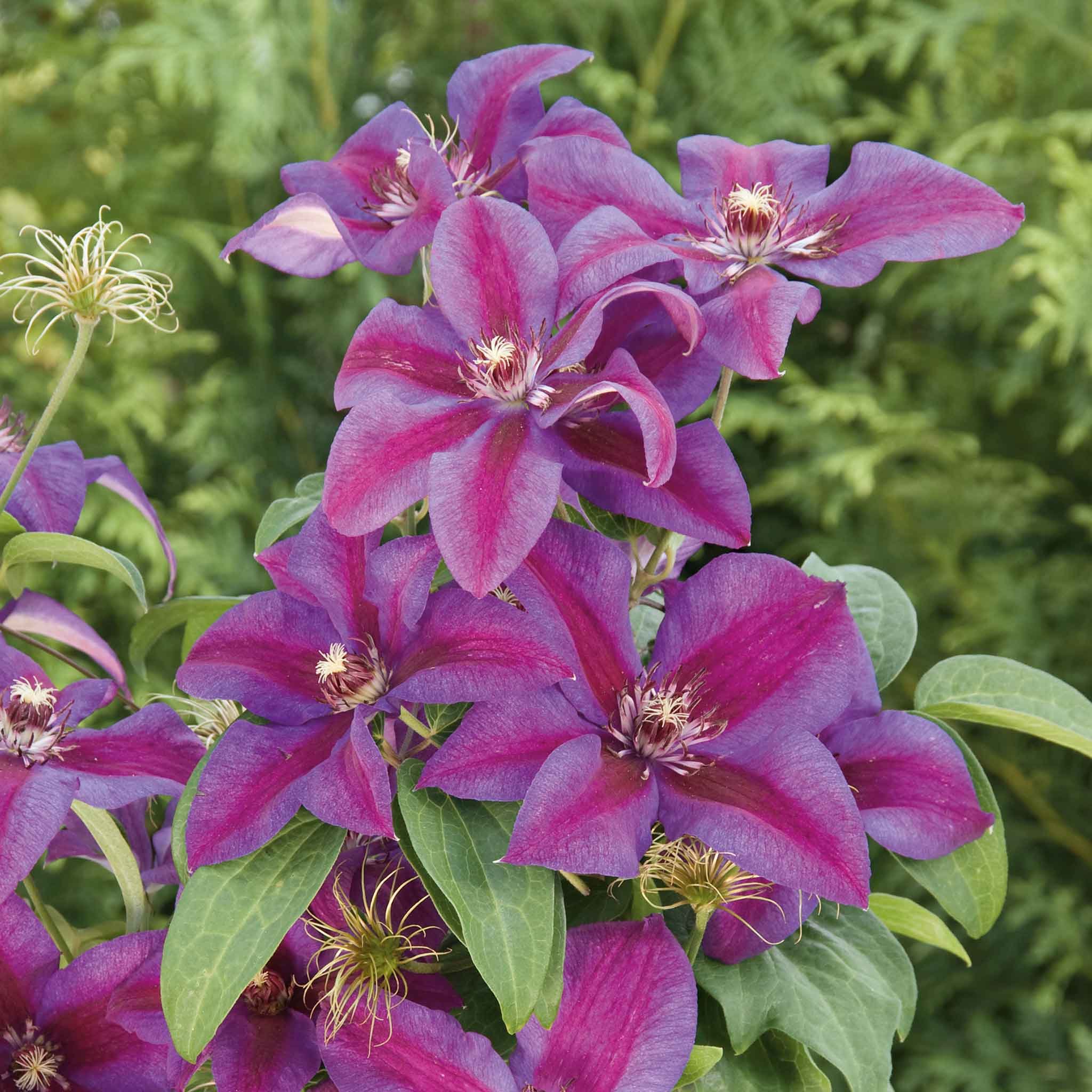 Marshalls Garden Clematis 'Mrs Thompson' -  9cm Plant