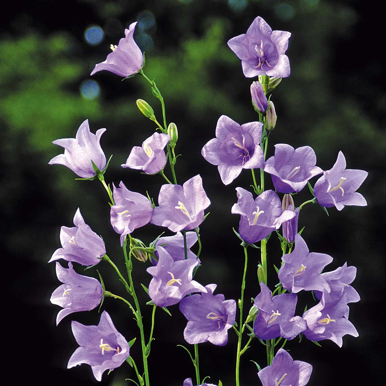 Marshalls Garden Campanula Seeds 'Telham Beauty' - 200 Seeds