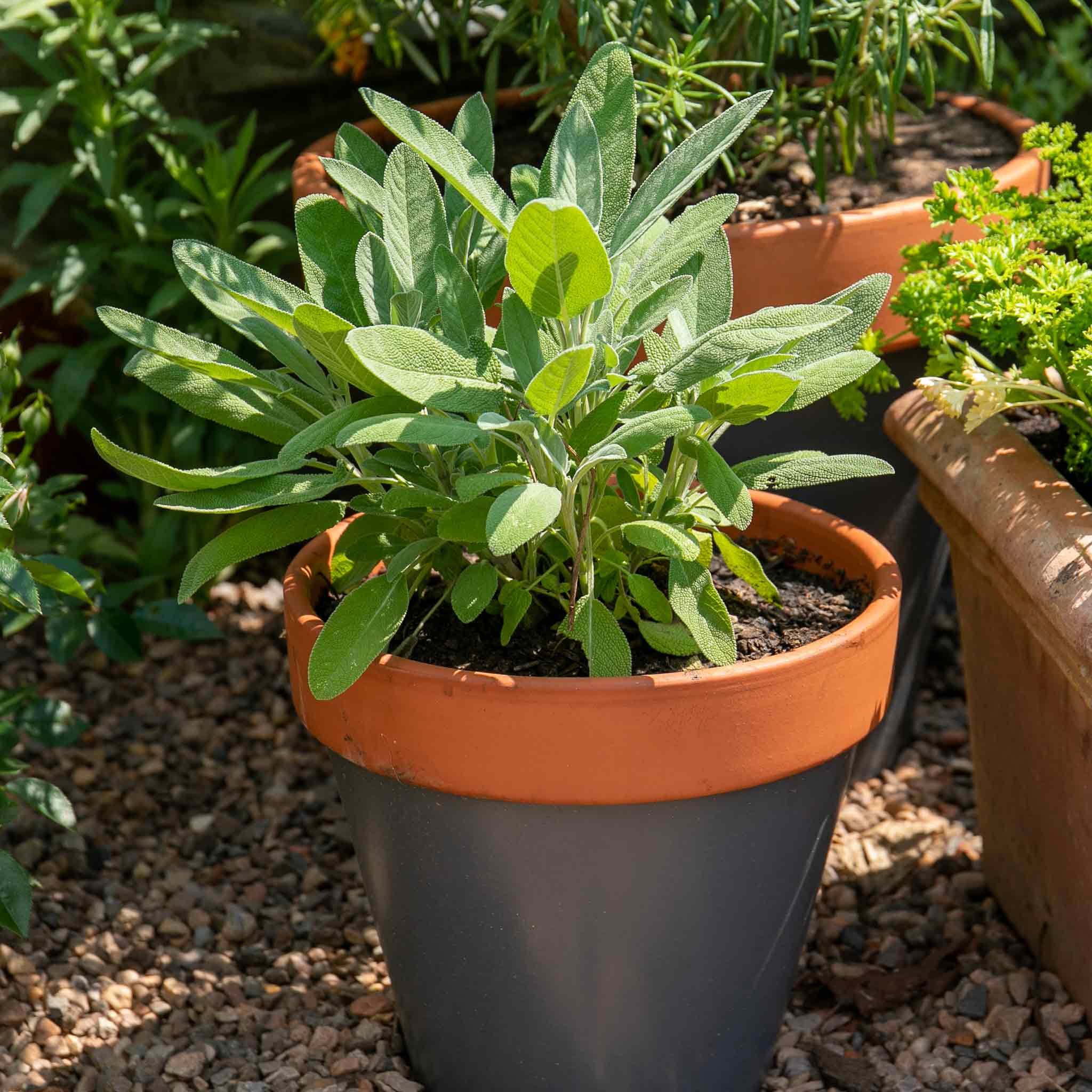 Marshalls Garden Sage (Salvia Officinalis) - 1 Litre Plant