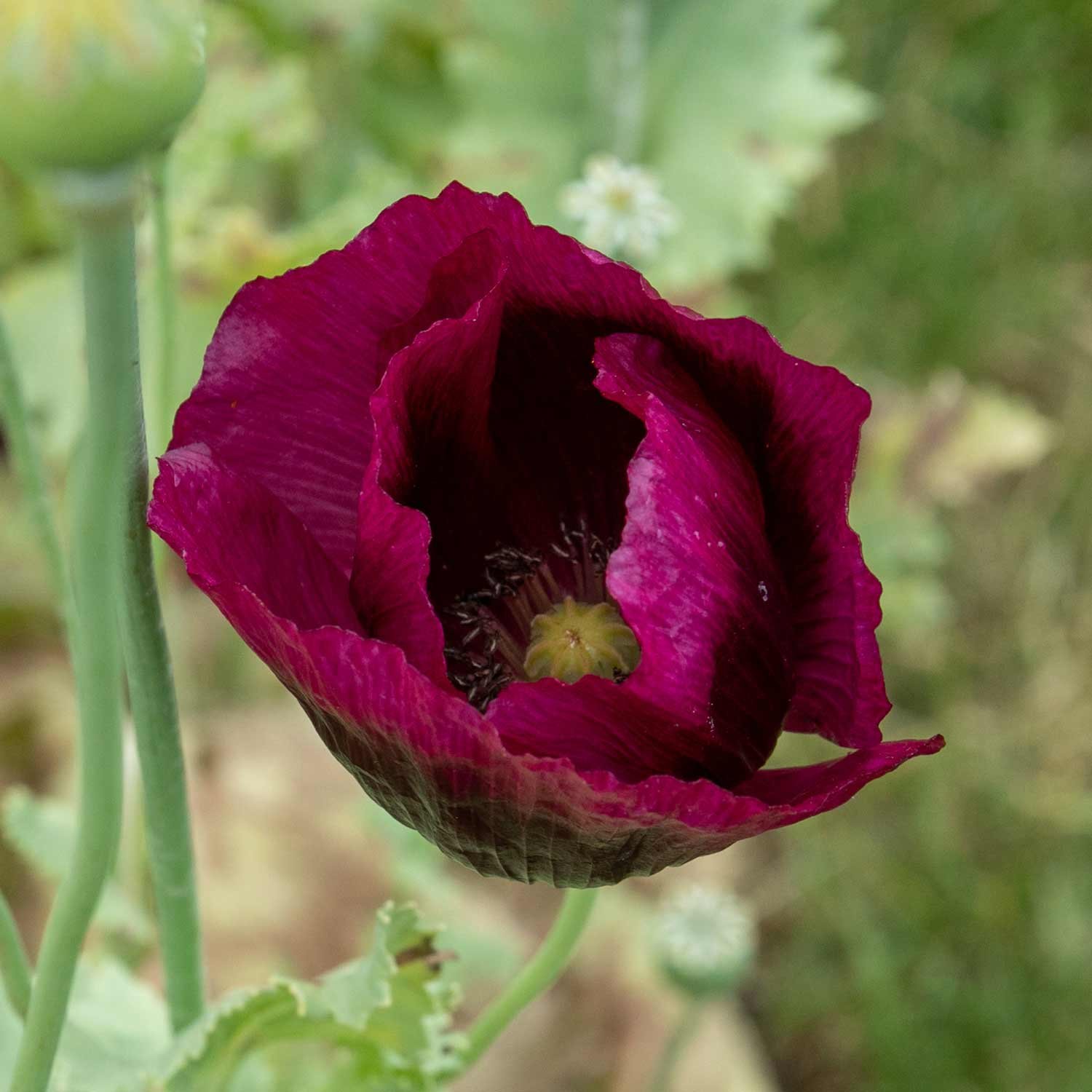 Unwins Poppy Seeds 'Lauren's Grape' - 500 Seeds