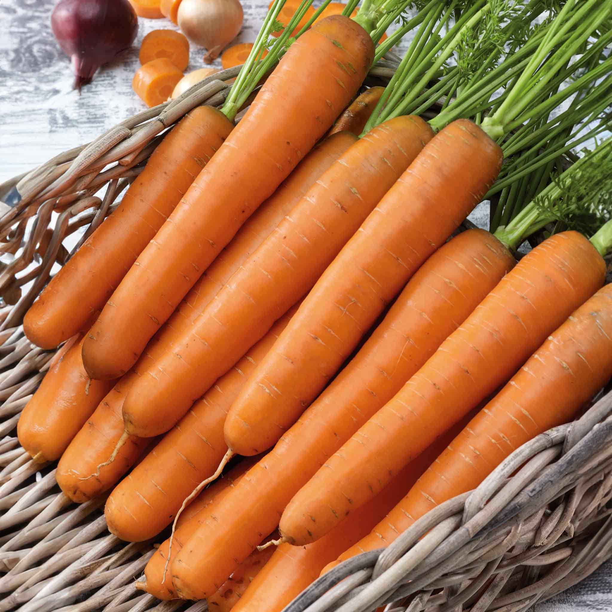 Marshalls Garden Organic Carrot Seeds 'Nantes 2' - 2000 Seeds