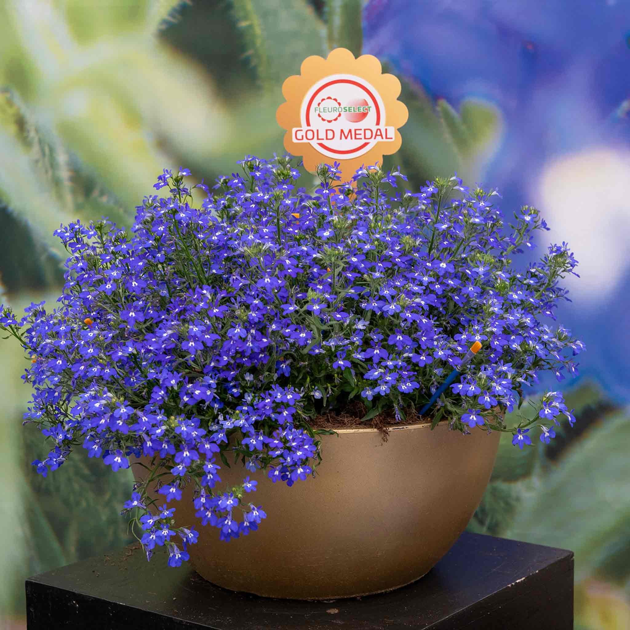 Unwins Lobelia Seeds 'Masterpiece Blue' - 50 Seeds