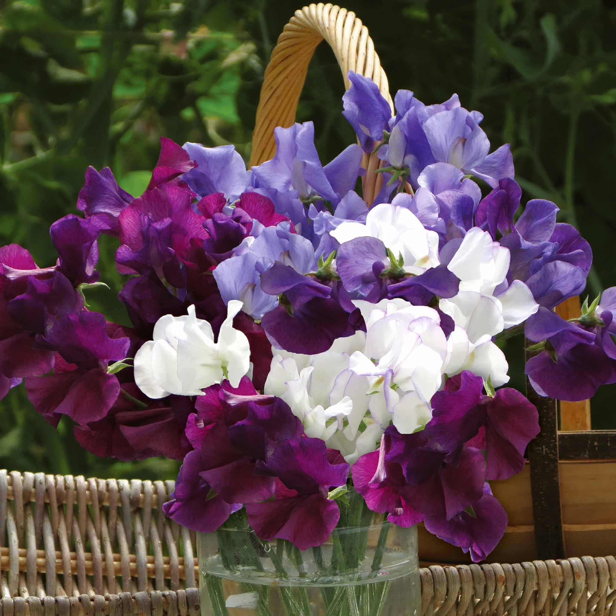Unwins Sweet Pea Seeds 'Misty Mountains' - 21 Seeds