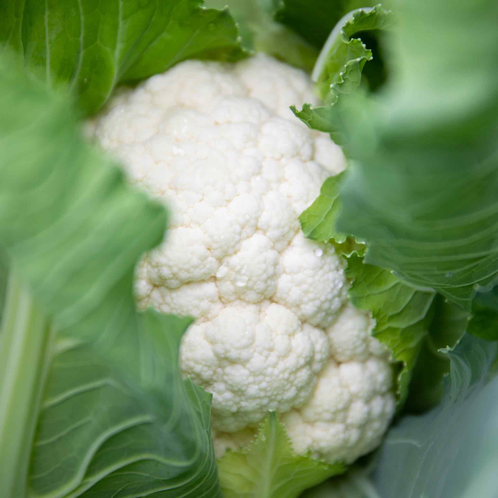 Marshalls Garden Cauliflower Seeds Clapton F1, Clubroot - 20 Seeds