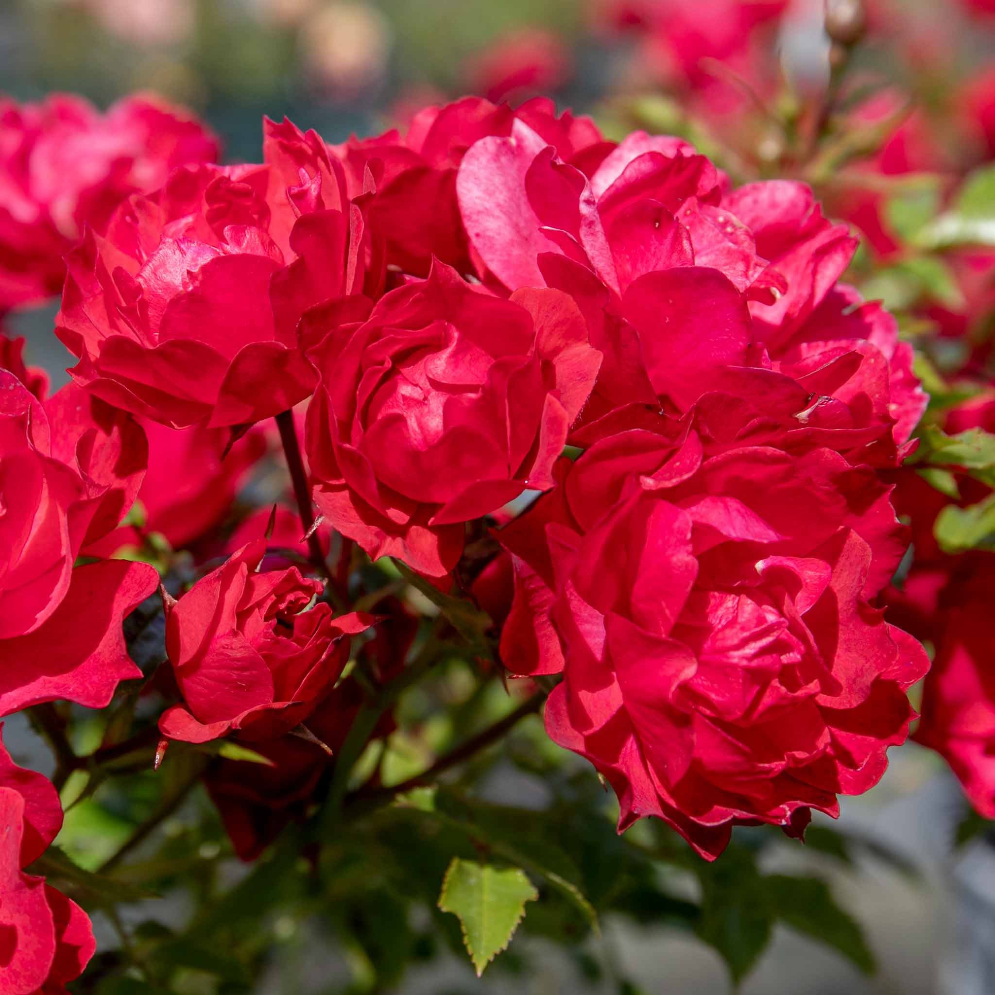 Marshalls Garden Rose 'Sweet Wishes' -  4.5 Litre Plant