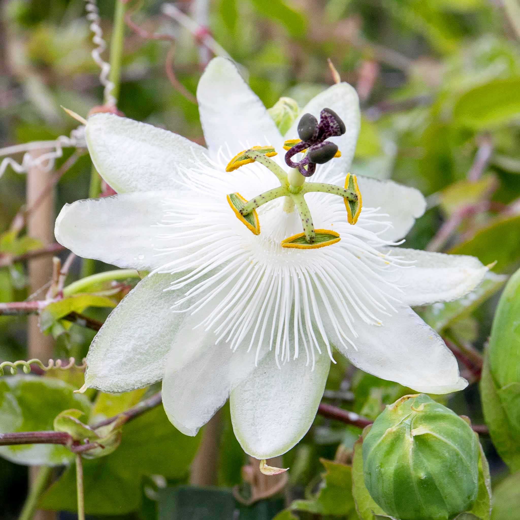 Marshalls Garden Passiflora 'Constance Elliot' - 3 Litre Plant