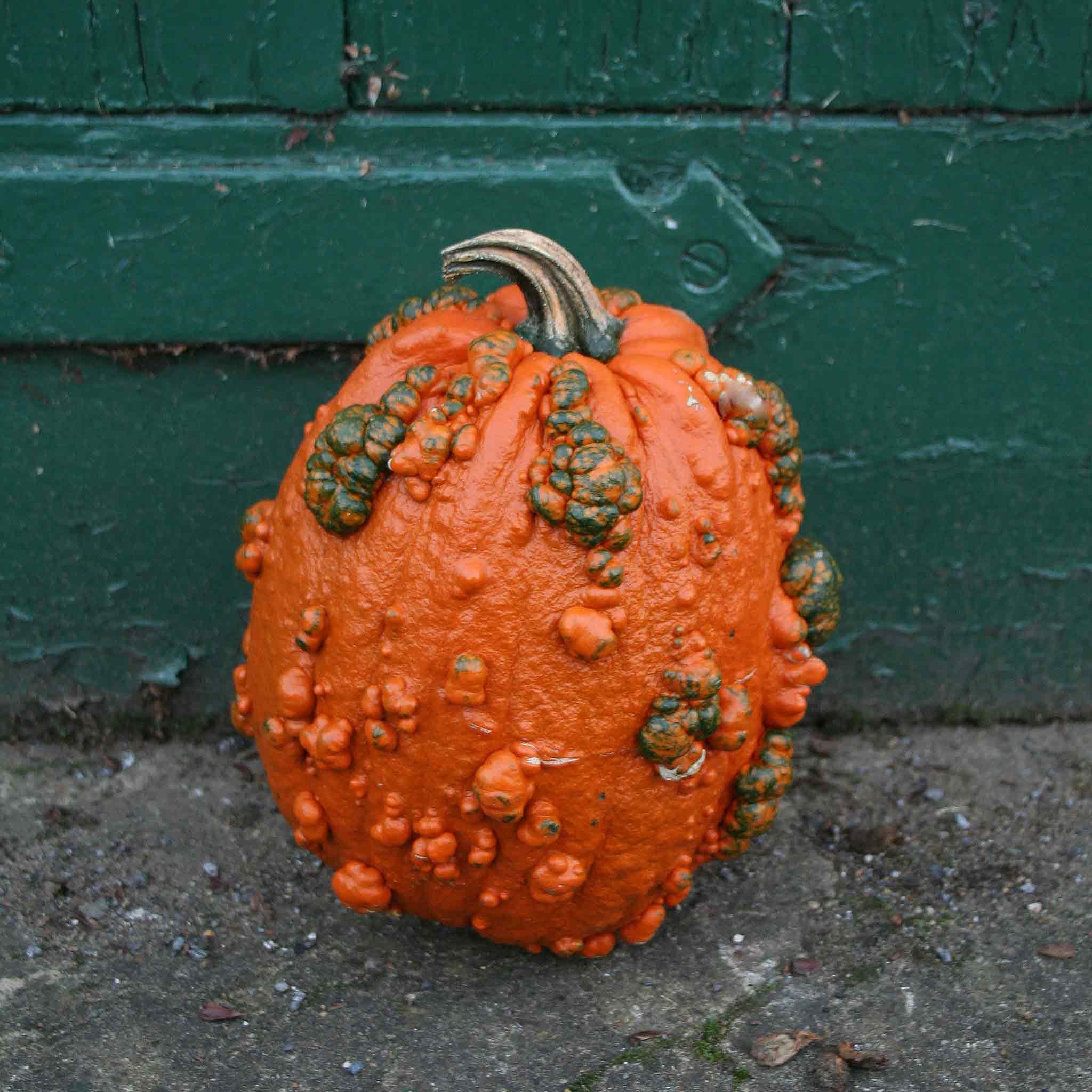 Marshalls Garden Pumpkin Seeds 'Goosebumps' F1 - 8 Seeds