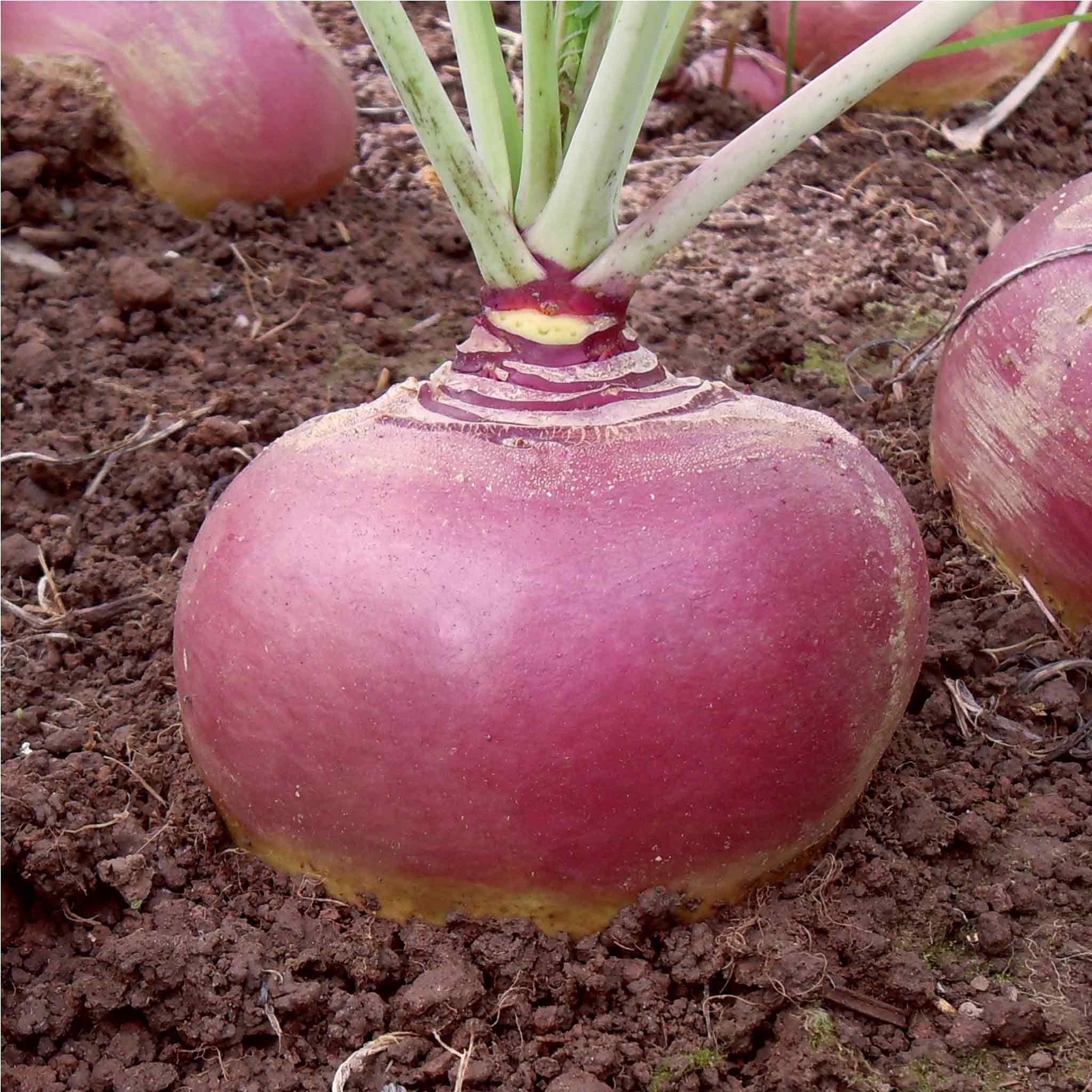 Marshalls Garden Swede Seeds Tweed F1 - 100 Seeds