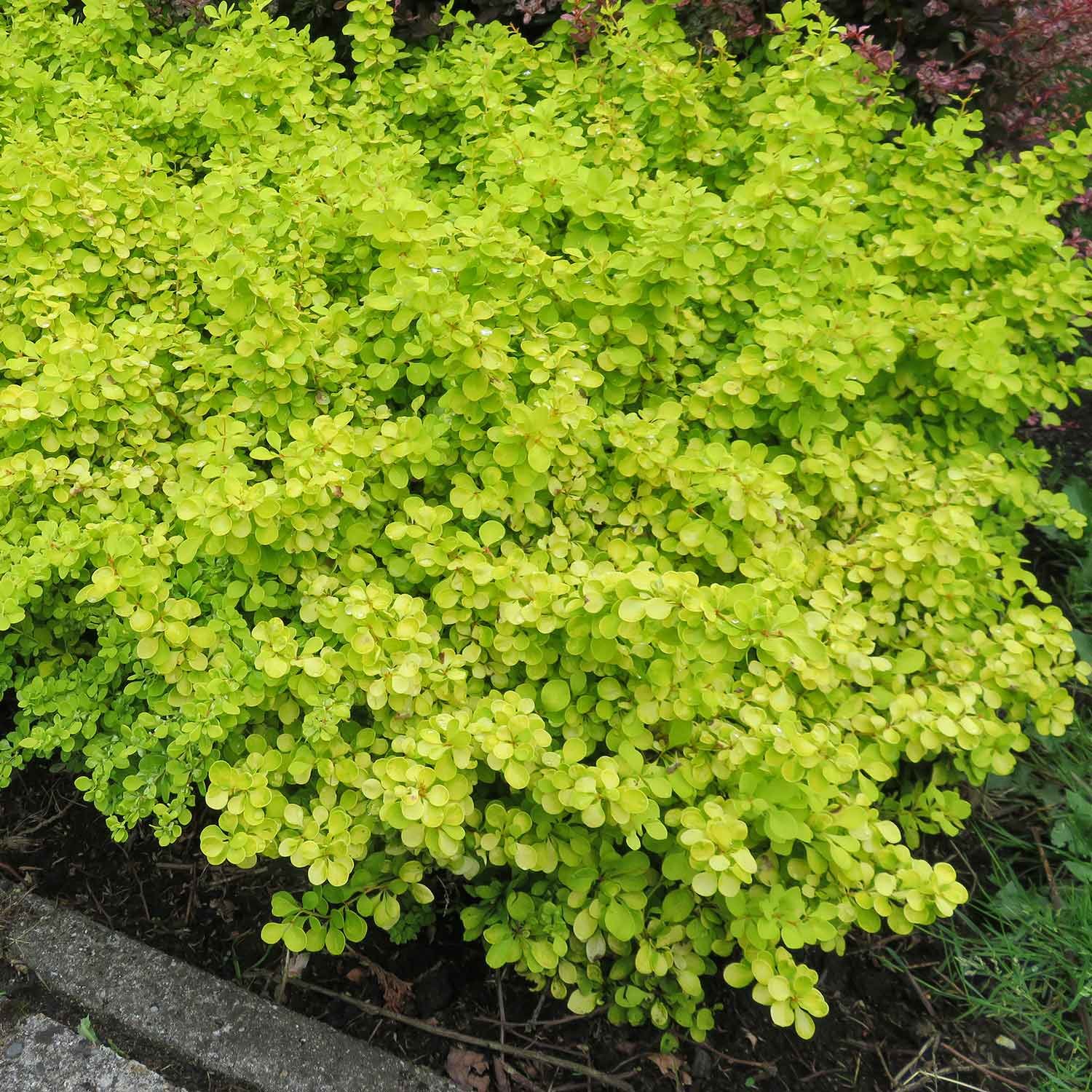 Marshalls Garden Berberis Thunbergii 'Golden Horizon' - 3 Litre Plant